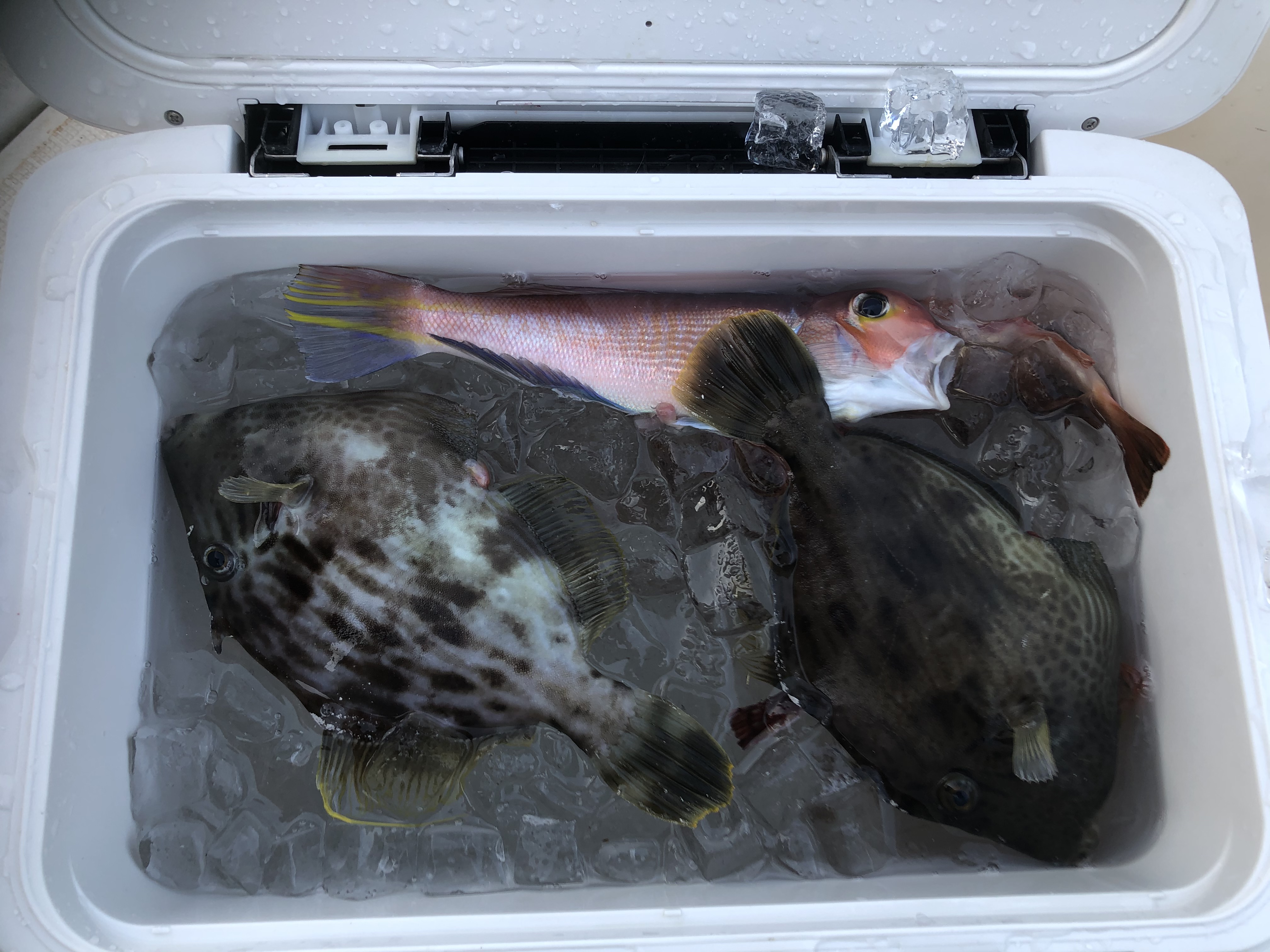 海のボート釣り　オーナー様釣果