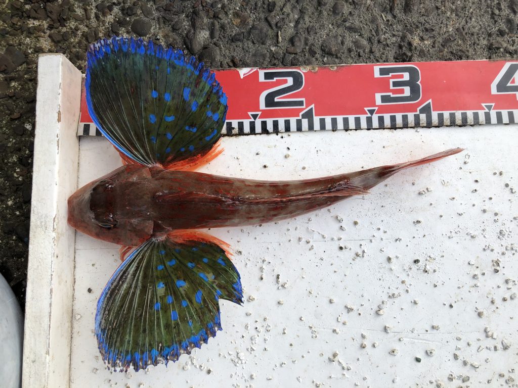 ホウボウ