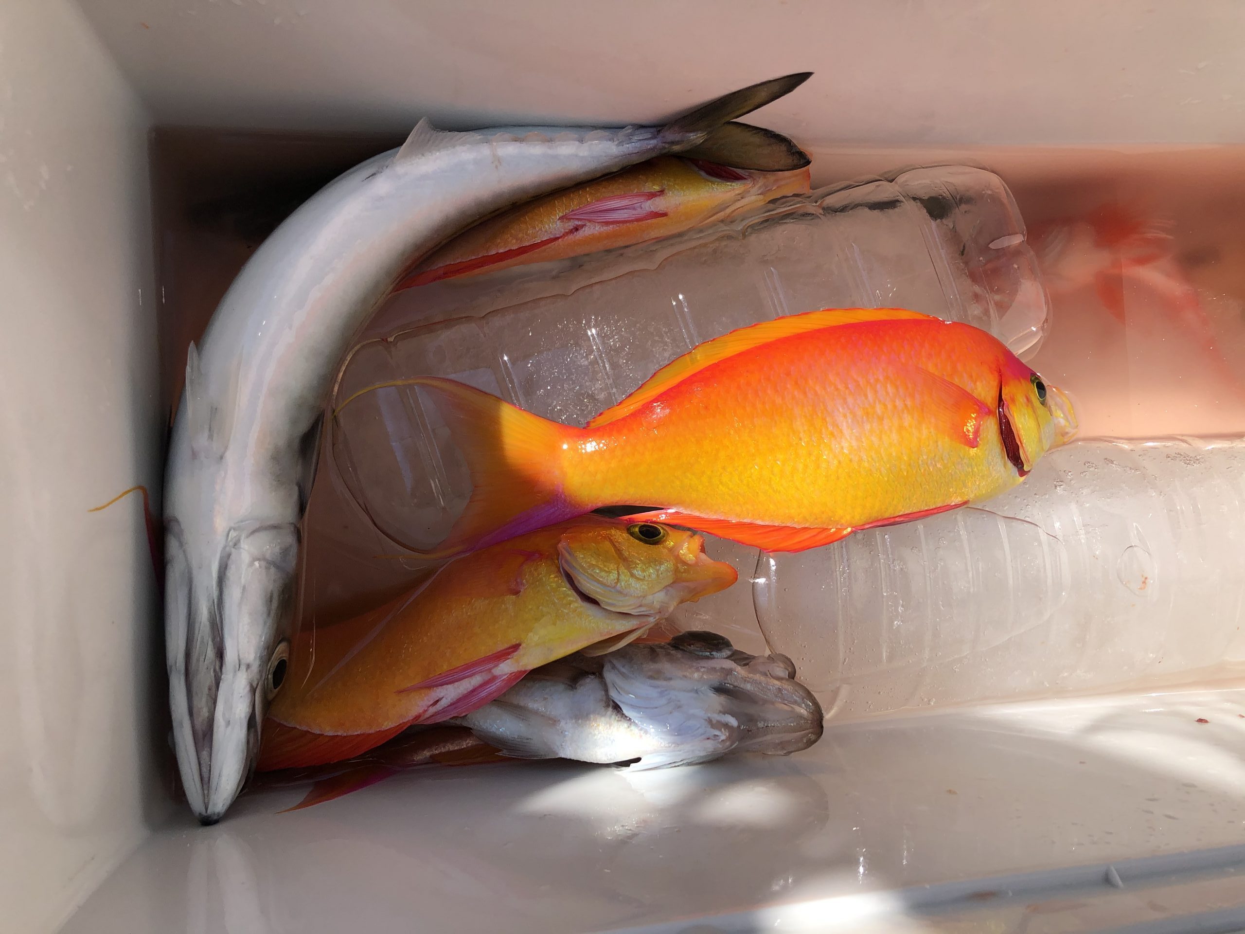 海のボート釣り　オーナー様釣果