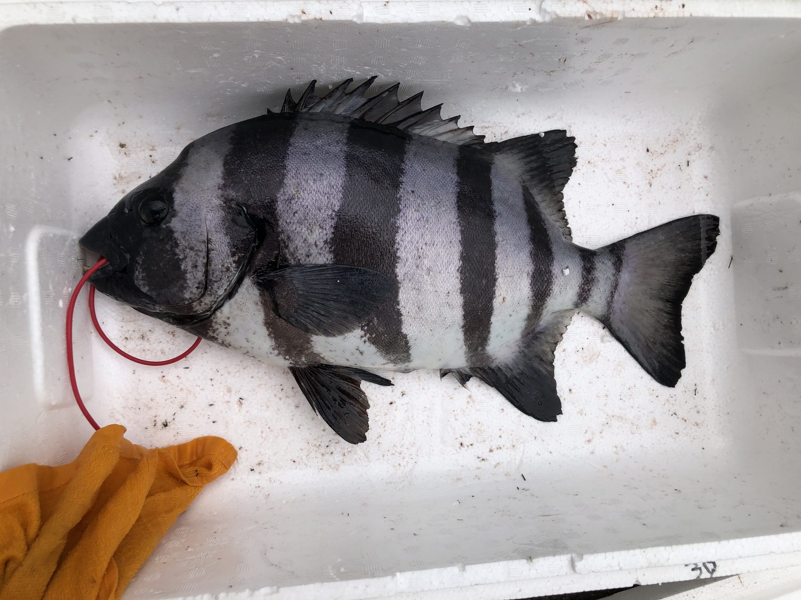 海のボート釣り　オーナー様釣果