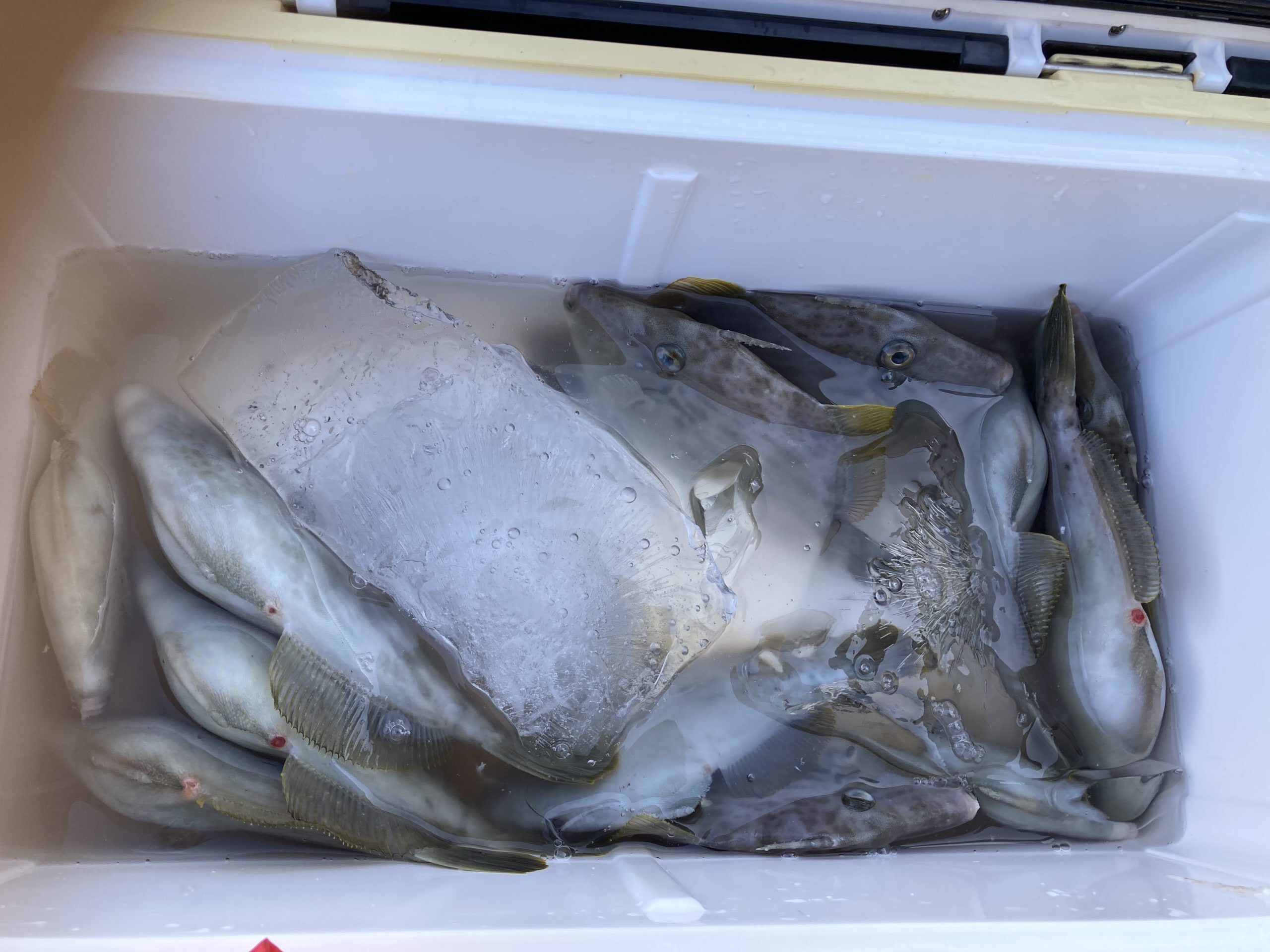 海のボート釣り　オーナー様釣果