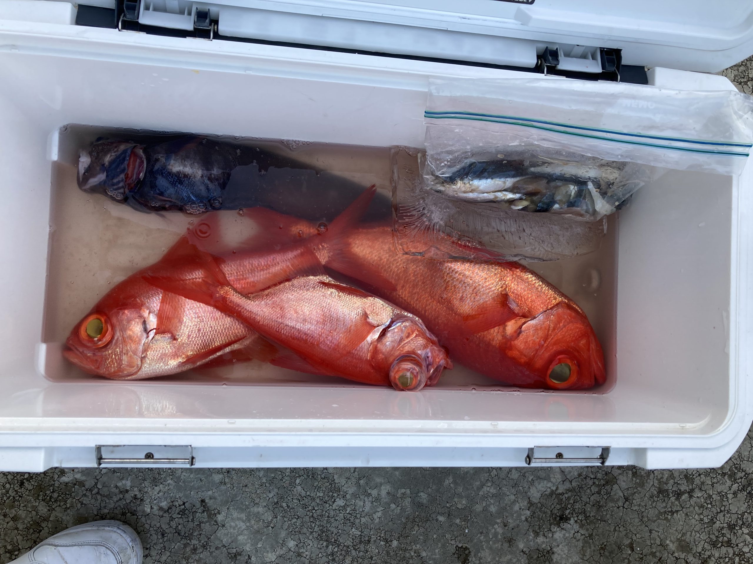 海のボート釣り　オーナー様釣果