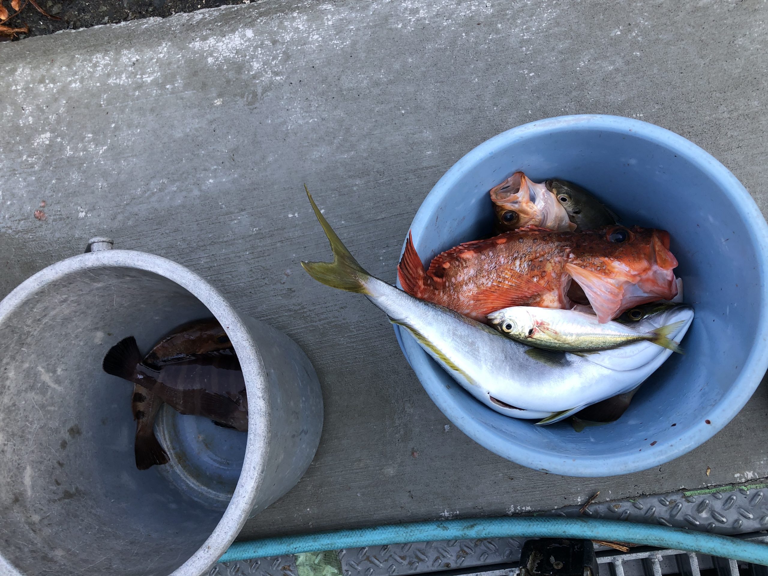 海のボート釣り　オーナー様釣果