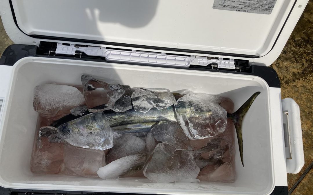 海のボート釣り　オーナー様釣果
