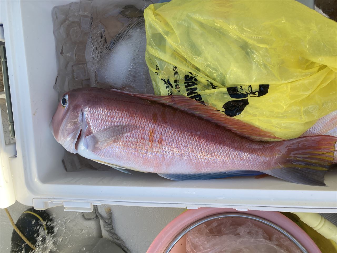 アマダイ巨大クラス アマダイ巨大クラス