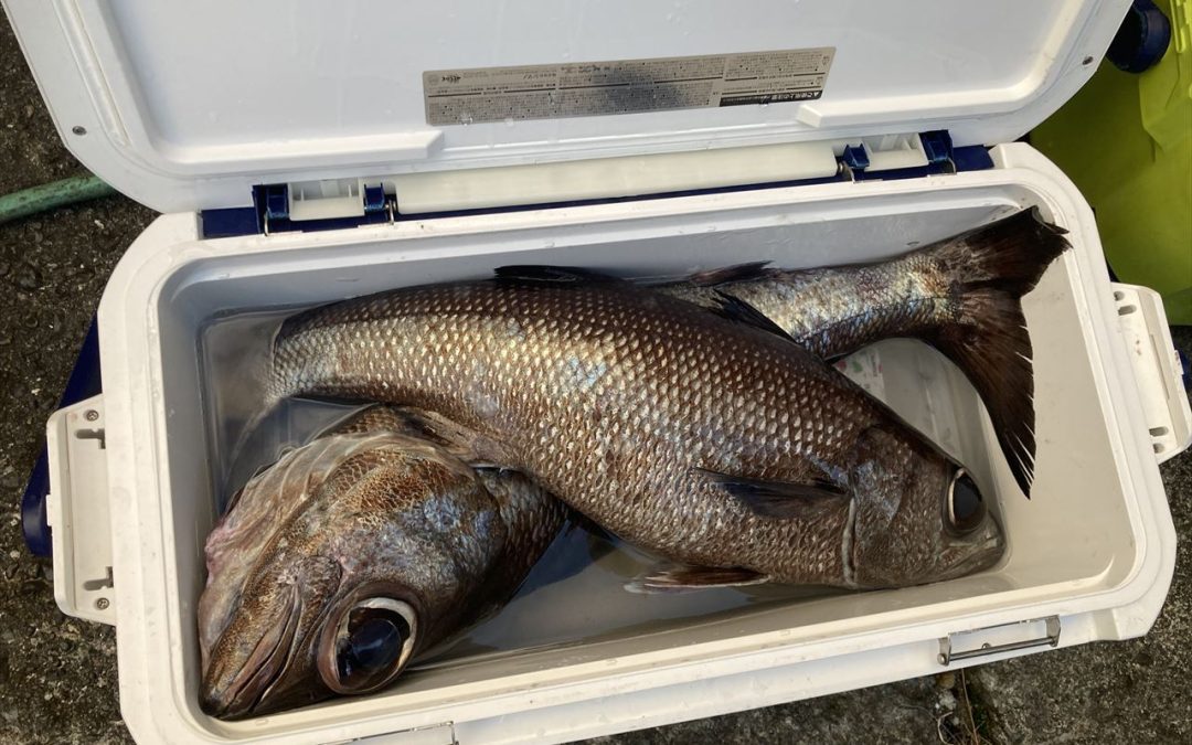 海のボート釣り　オーナー様釣果
