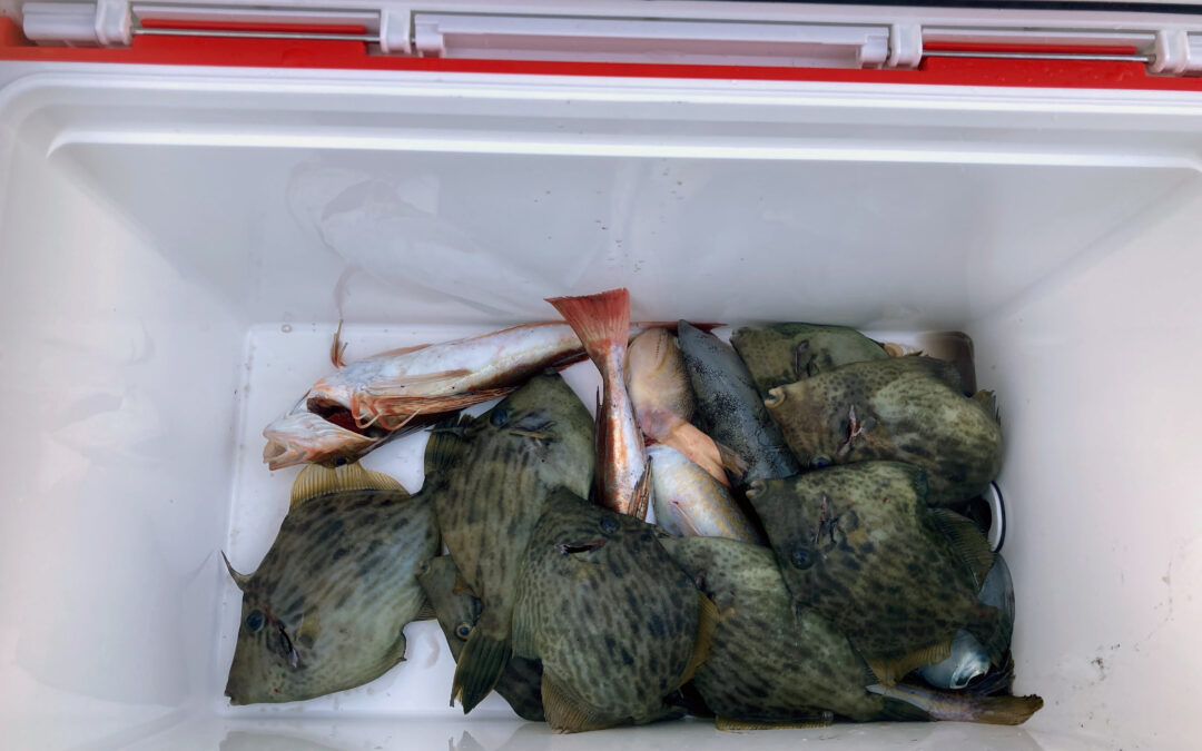 海のボート釣り　オーナー様釣果