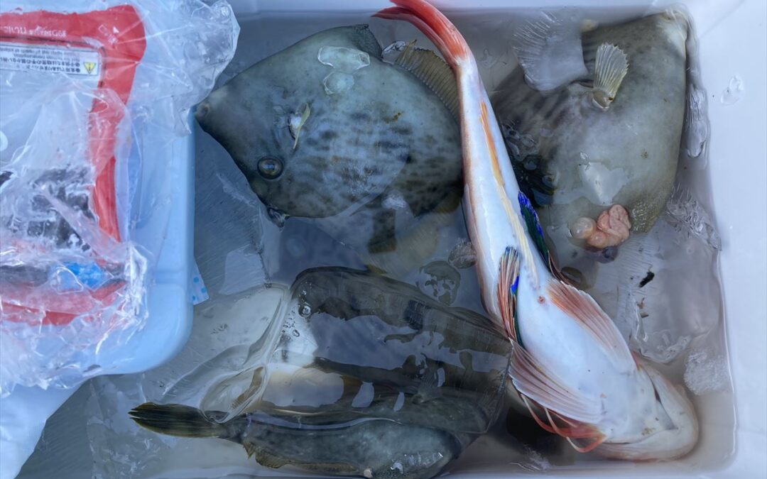 海のボート釣り　オーナー様釣果