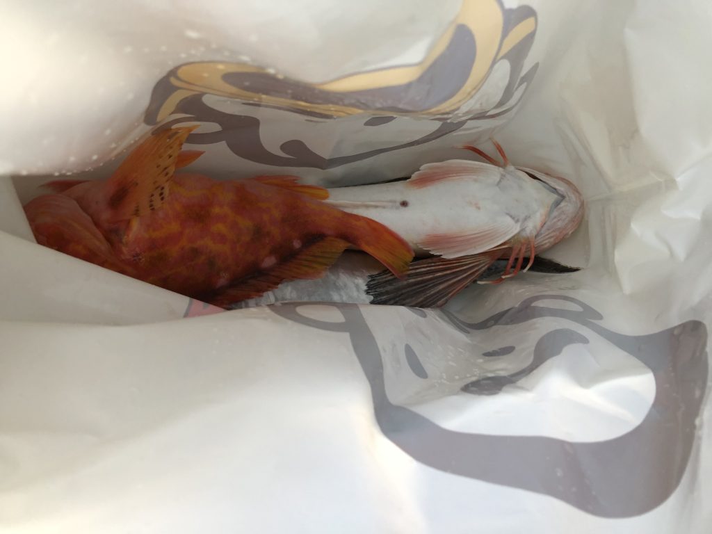 アヤメカサゴ ホウボウ
