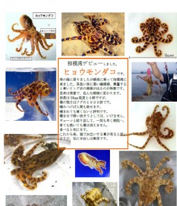葉山マリーナ画像ヒョウモンダコ