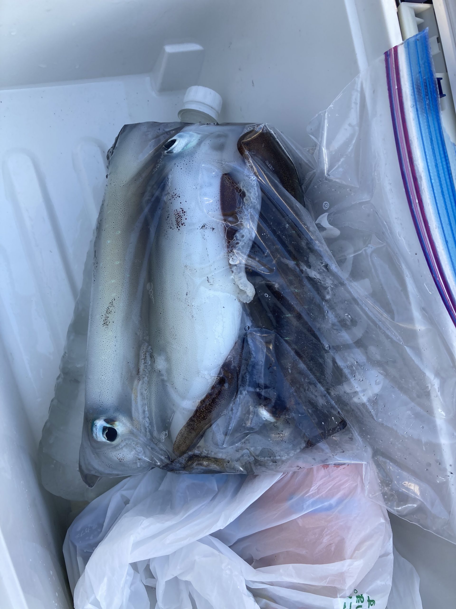 海のボート釣り　オーナー様釣果