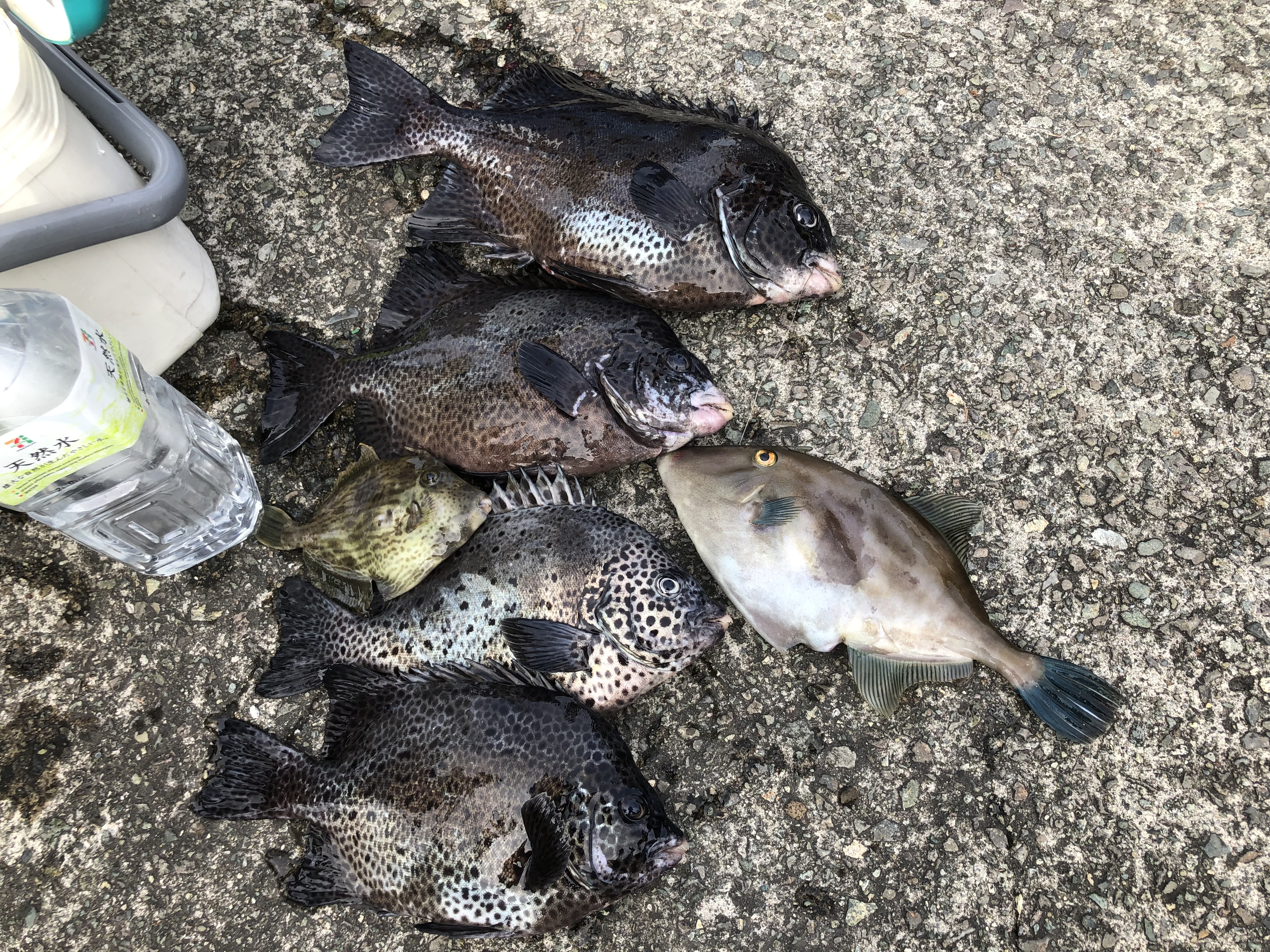 海のボート釣り　オーナー様釣果