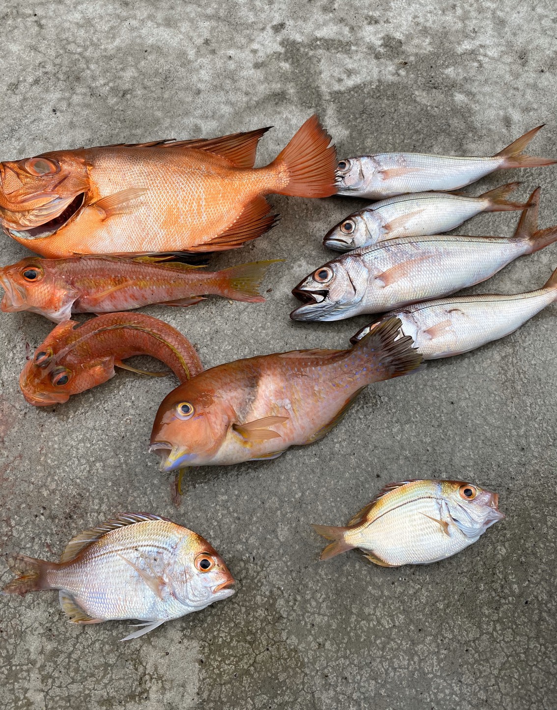 海のボート釣り　オーナー様釣果