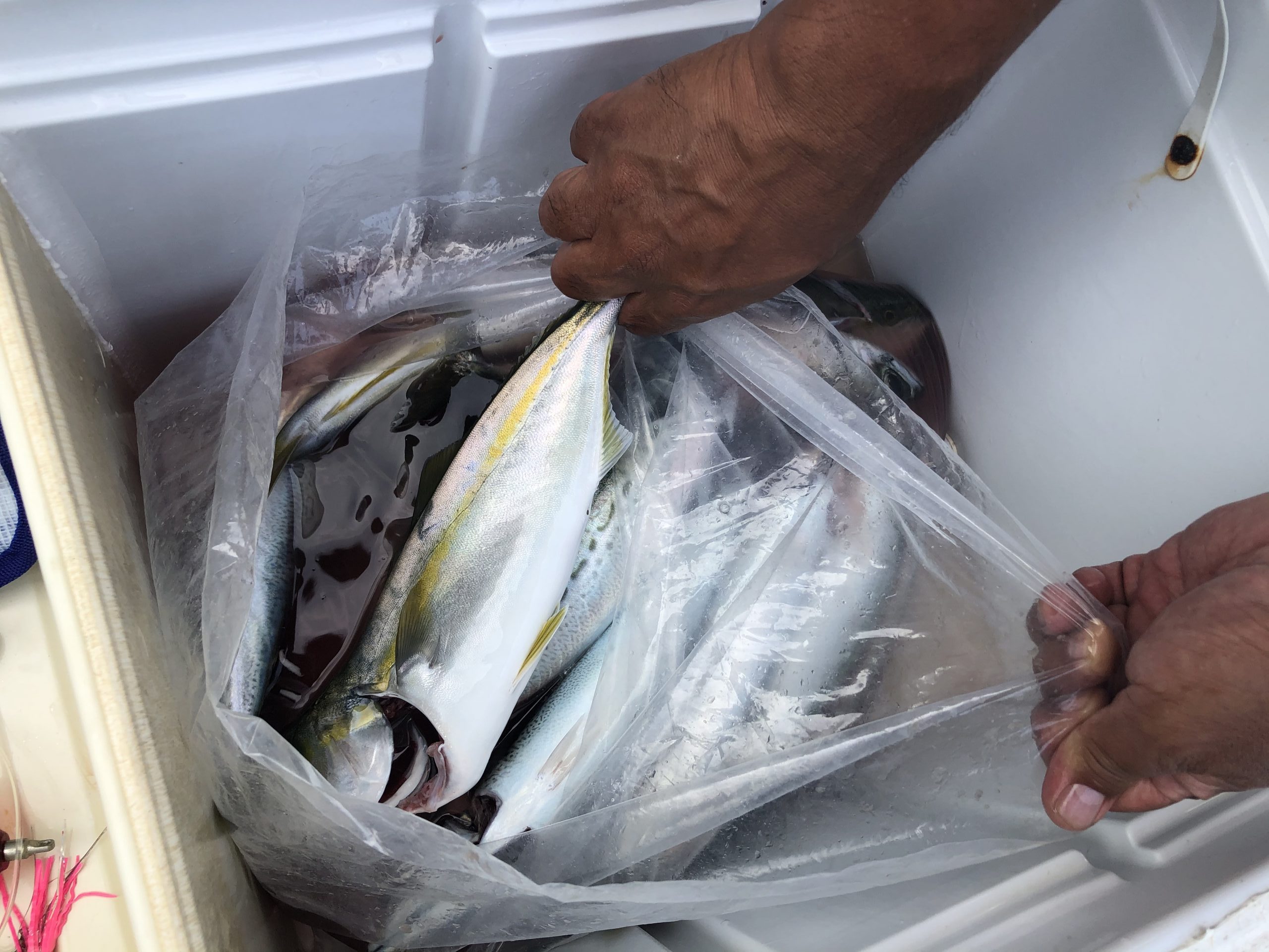 海のボート釣り　オーナー様釣果