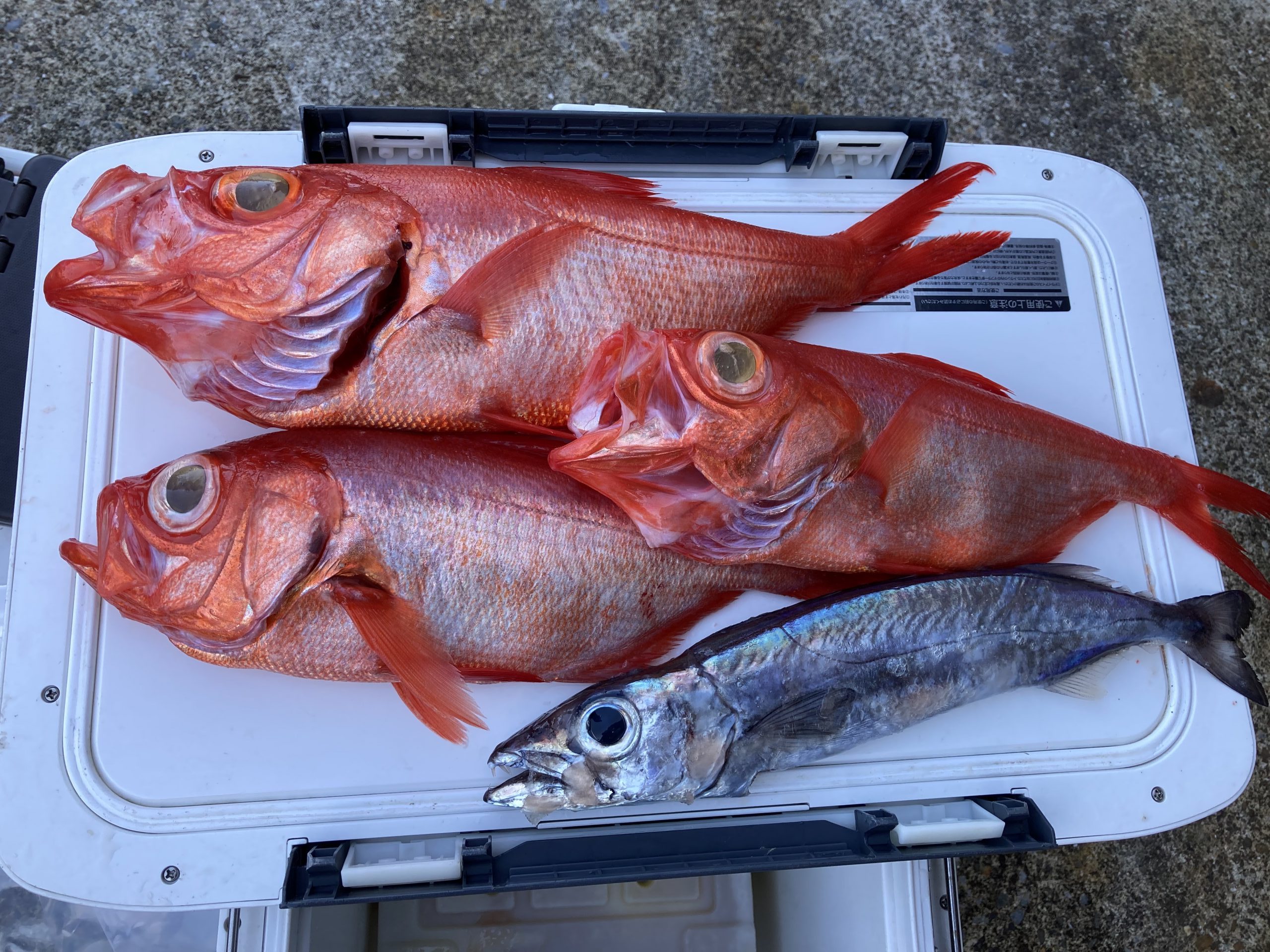 海のボート釣り　オーナー様釣果