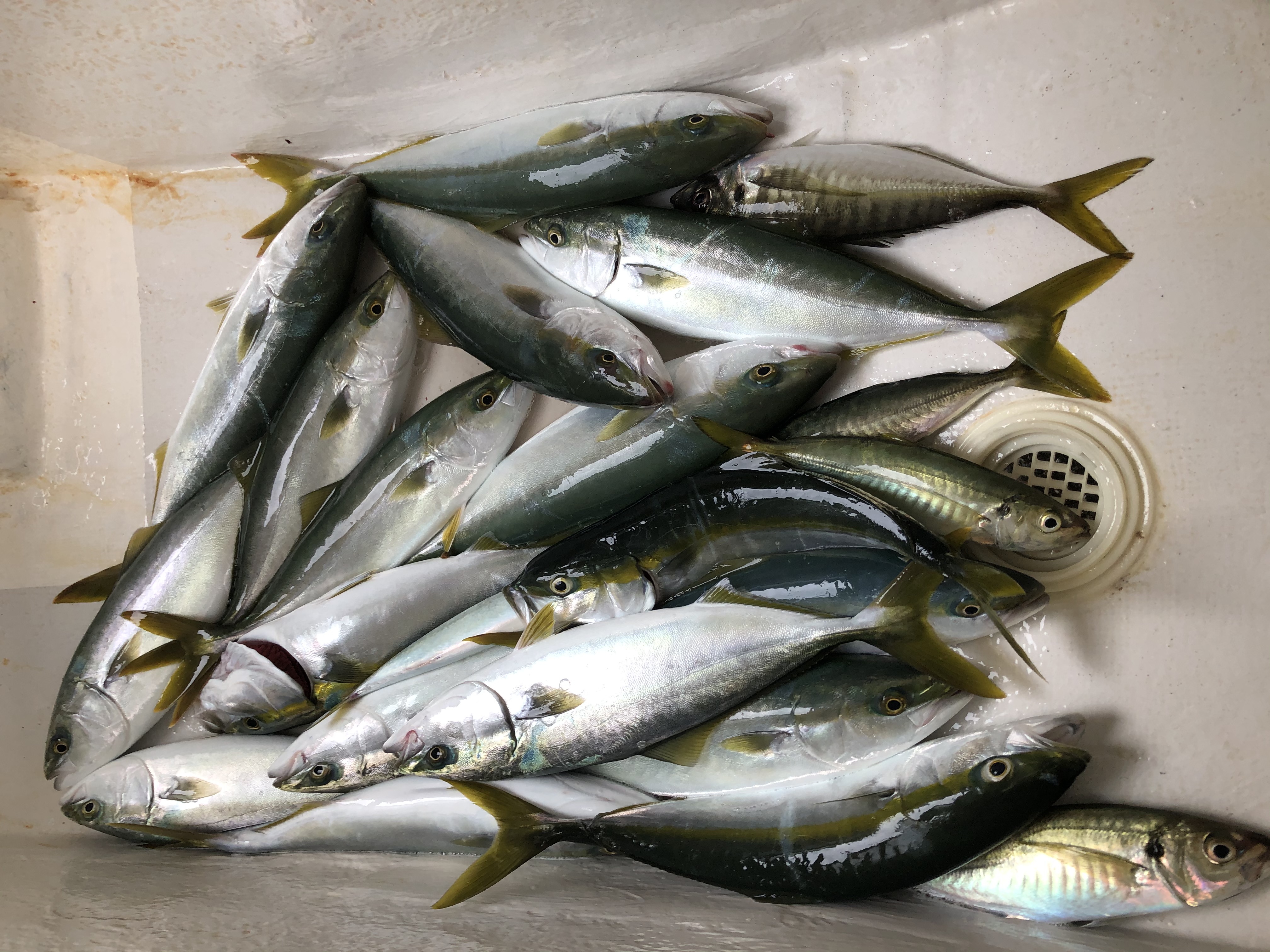 海のボート釣り　オーナー様釣果