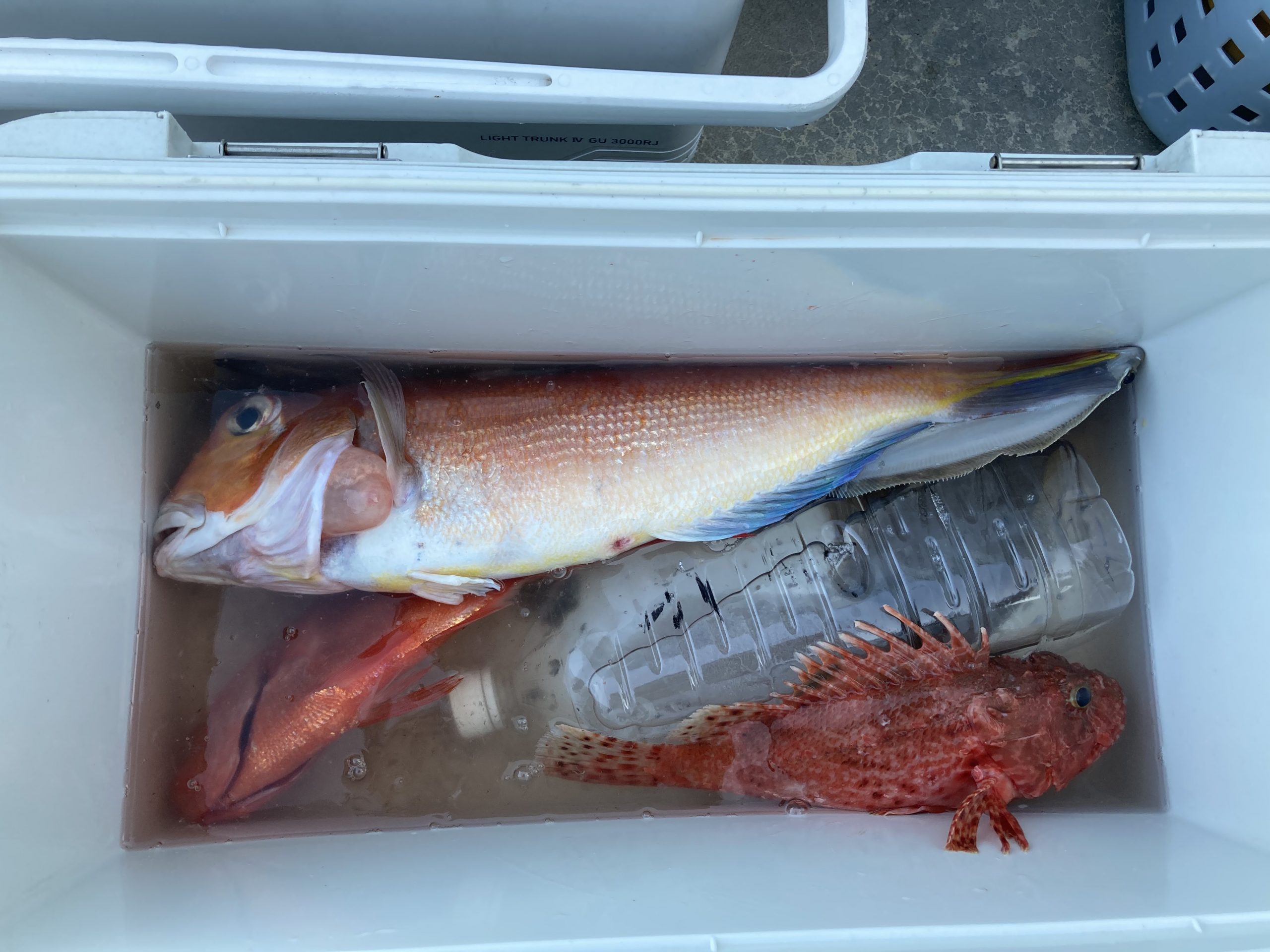 海のボート釣り　オーナー様釣果