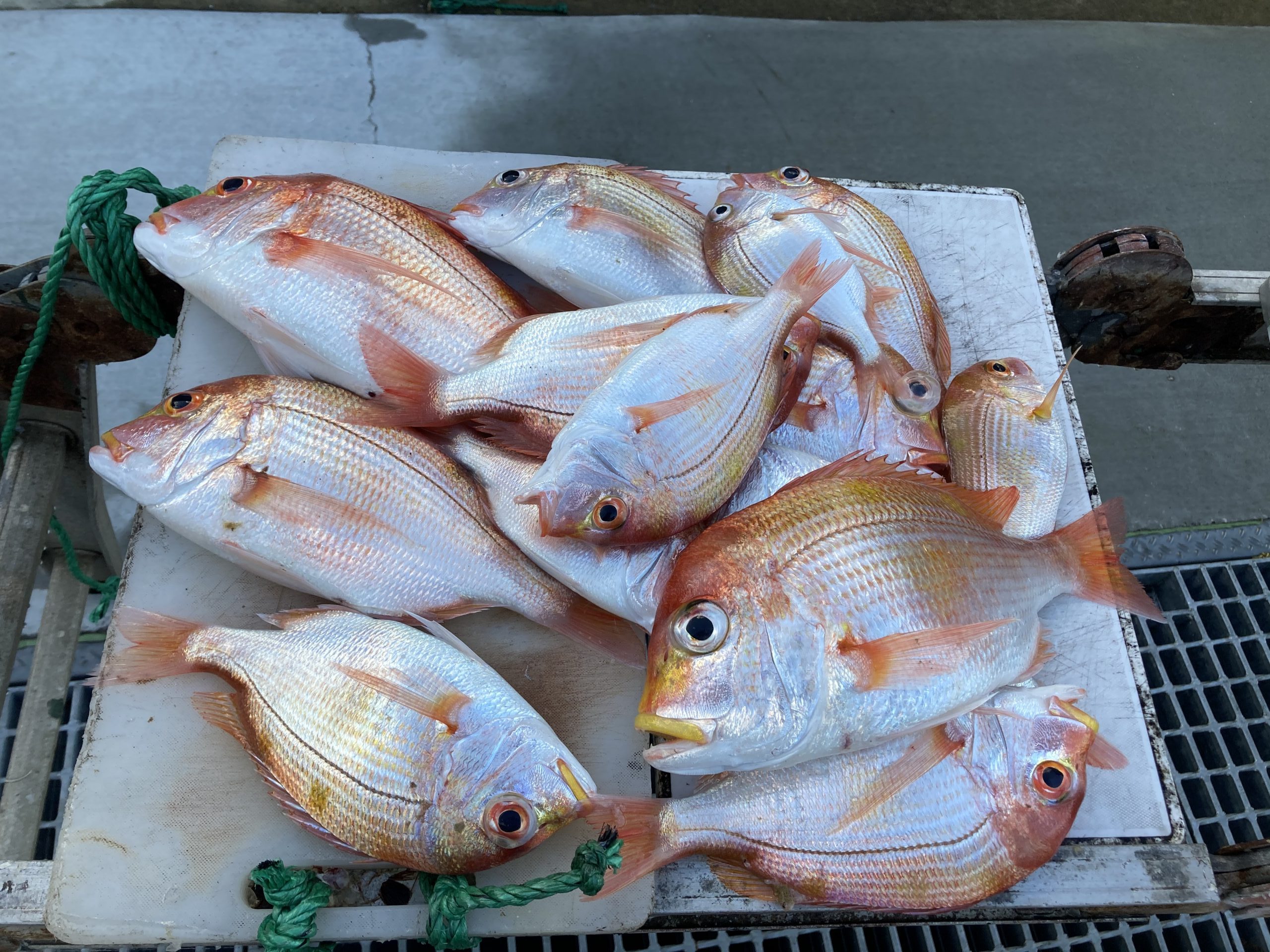 海のボート釣り　オーナー様釣果