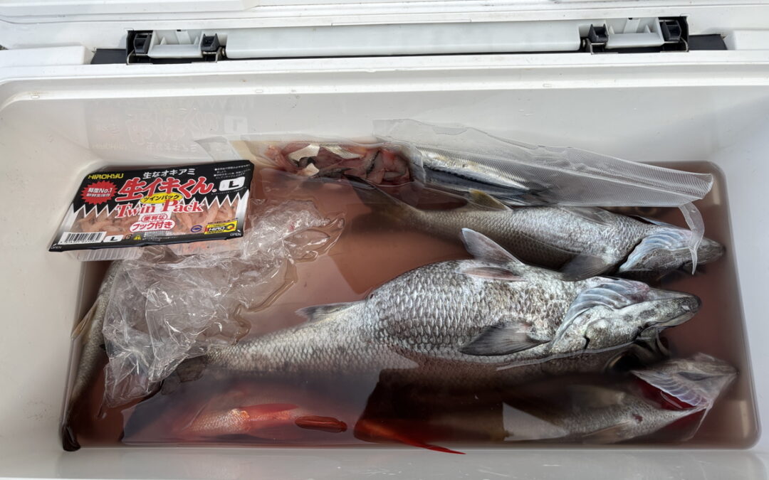 海のボート釣り　オーナー様釣果
