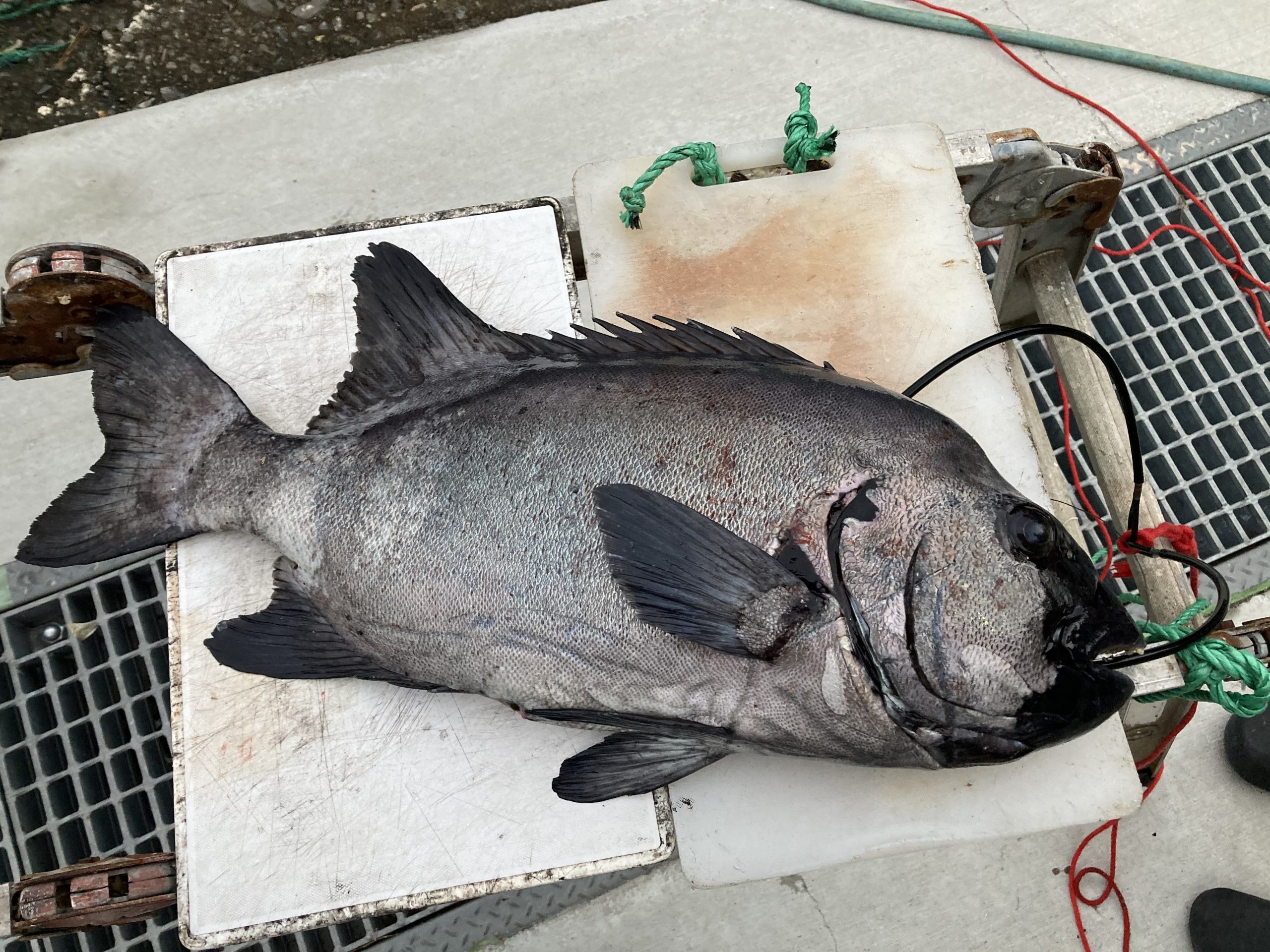 海のボート釣り、もとい、番外編離島堤防釣り