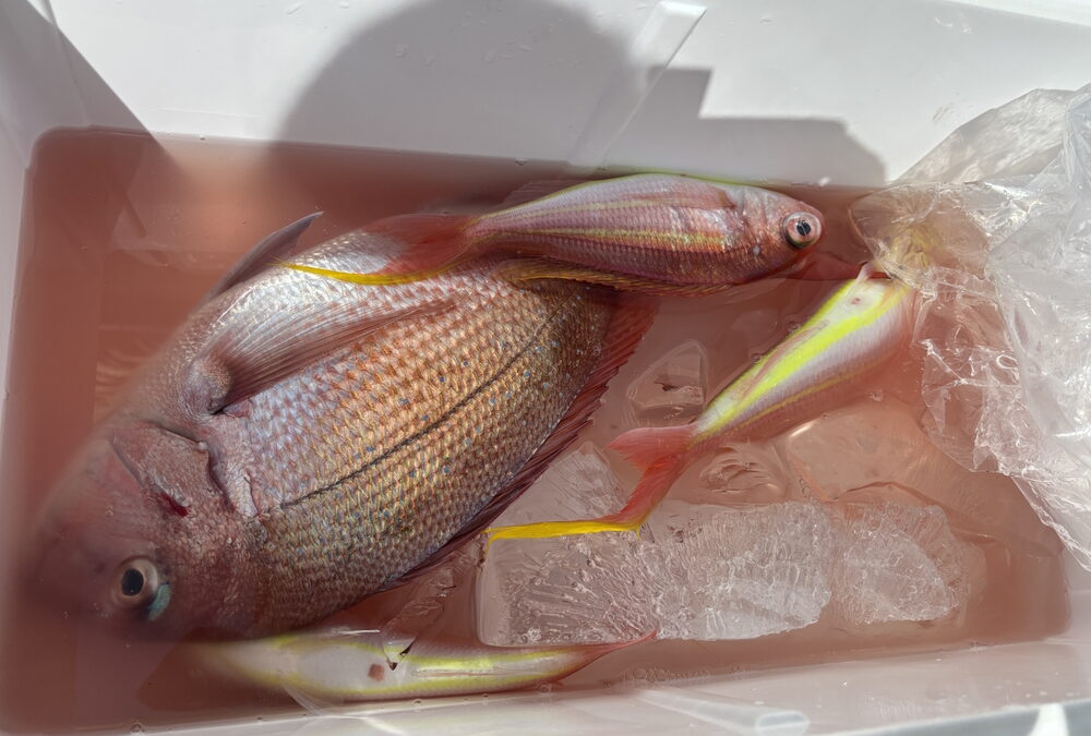 海のボート釣り　オーナー様釣果