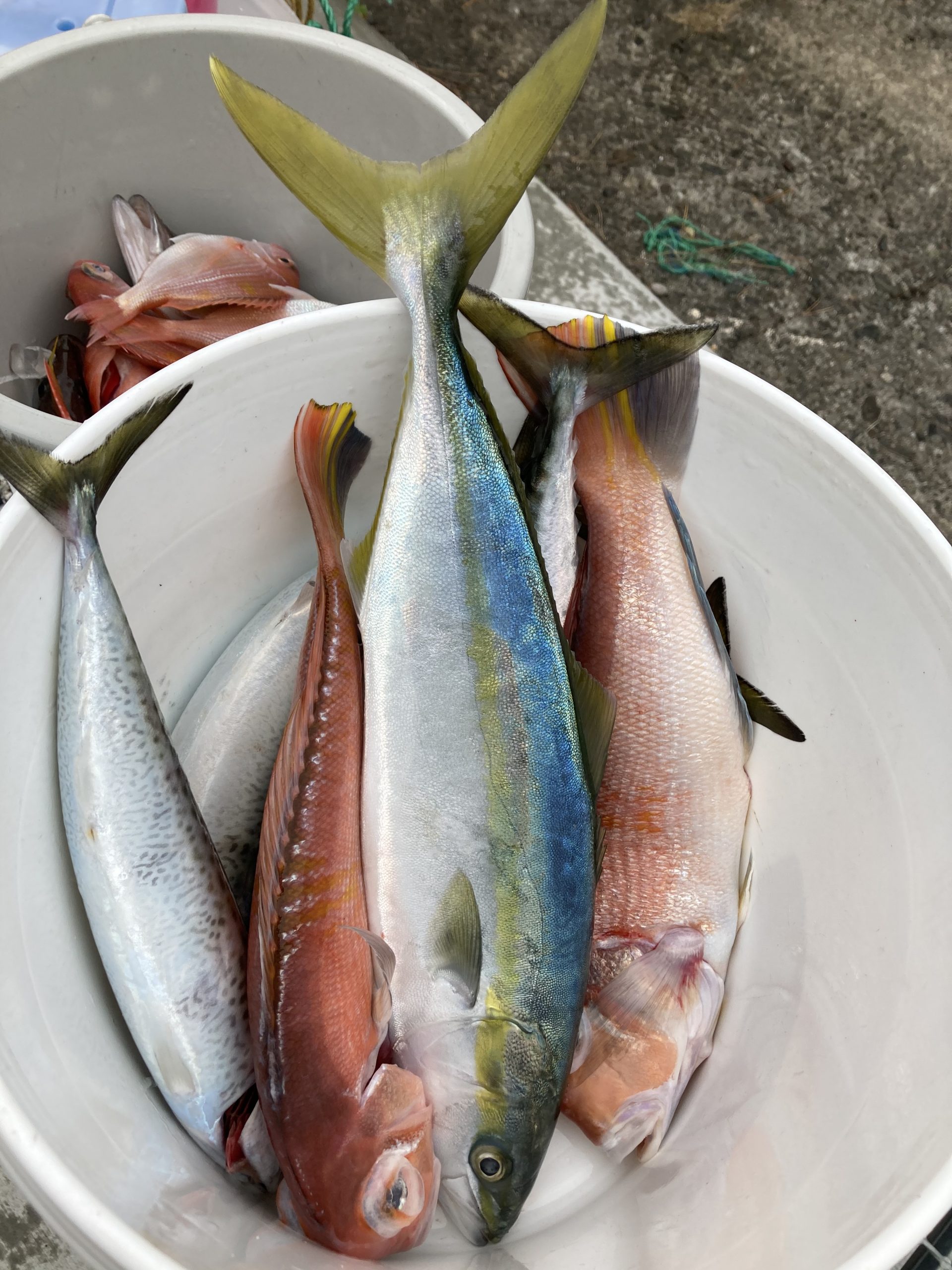 海のボート釣り　オーナー様釣果