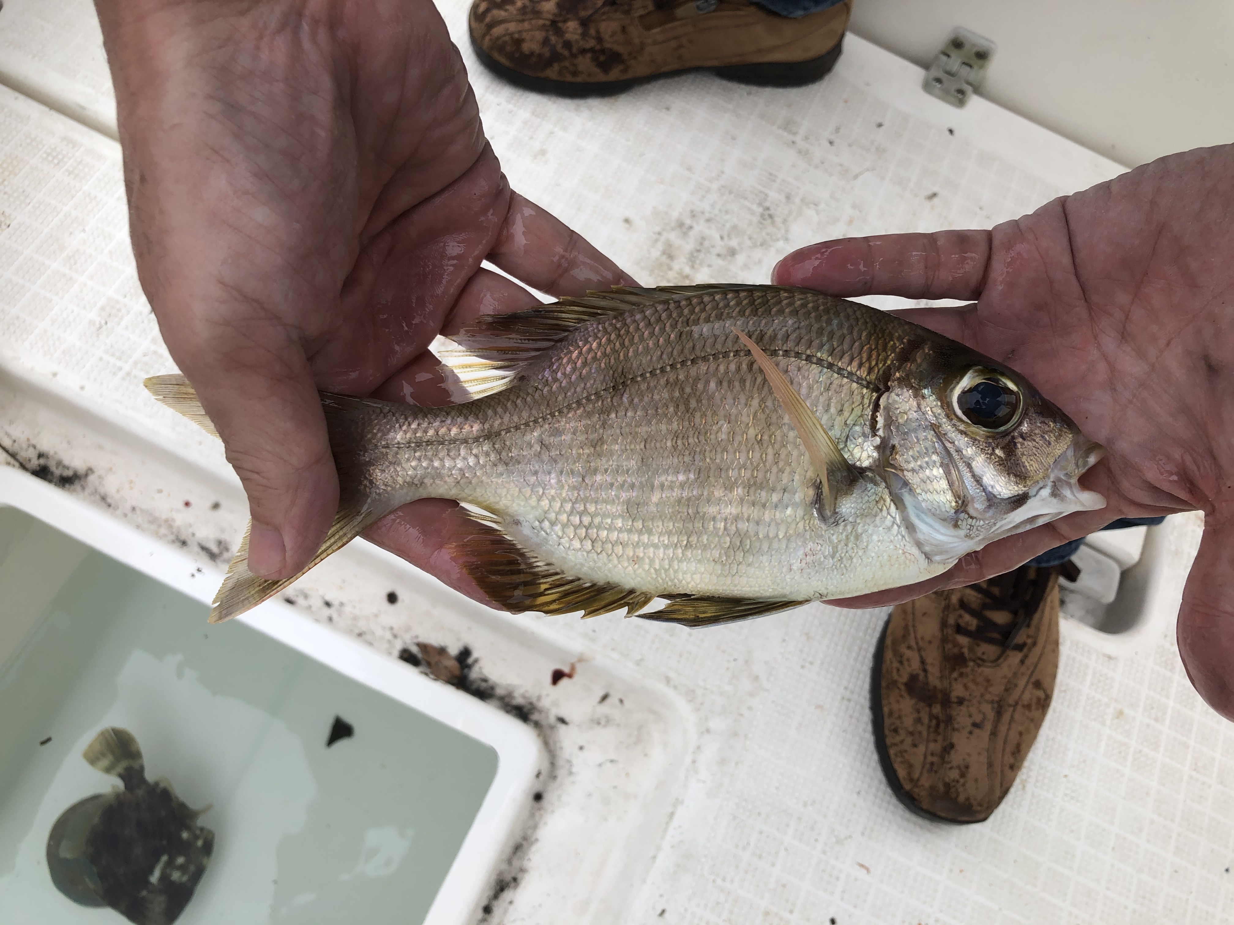 海のボート釣り　オーナー様釣果