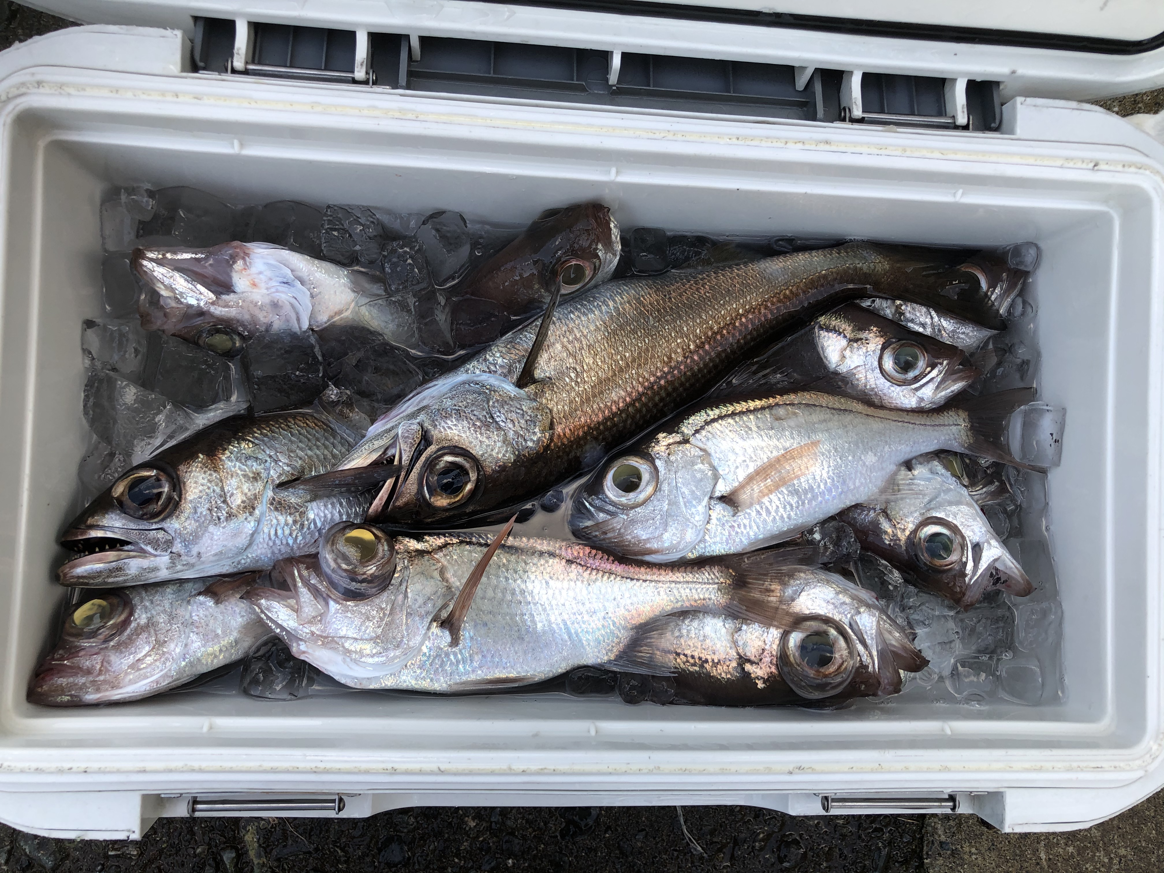 海のボート釣り　オーナー様釣果