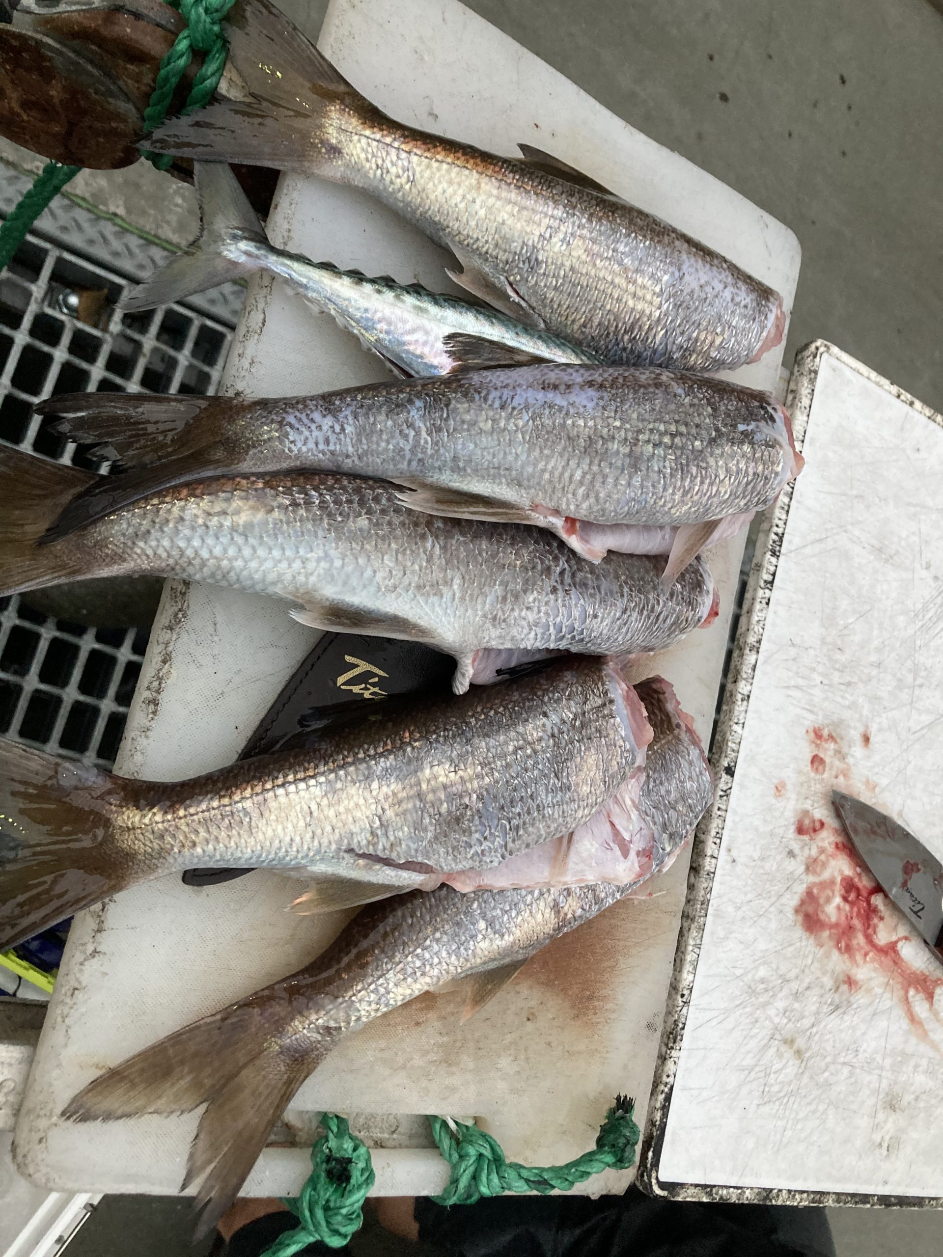 海のボート釣り　オーナー様釣果