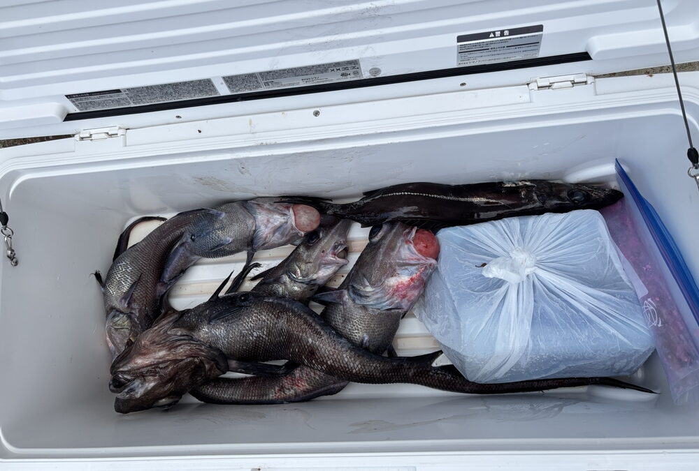 海のボート釣り　オーナー様釣果　土曜日のこと
