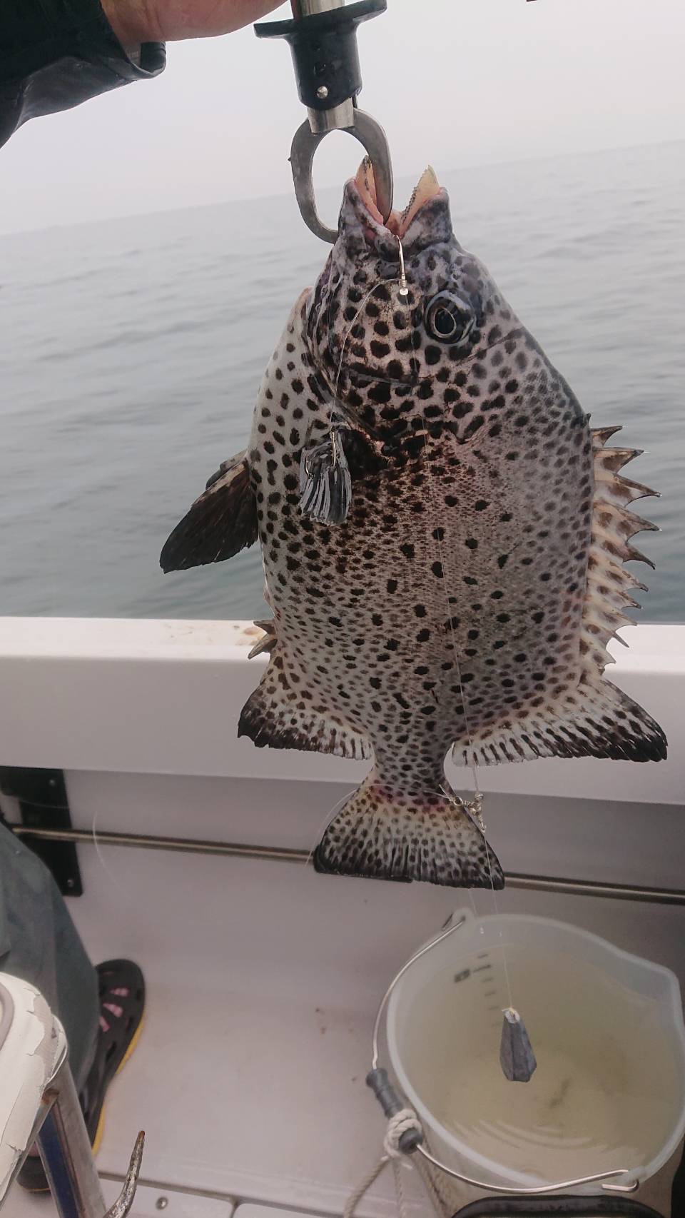 海のボート釣り　オーナー様釣果