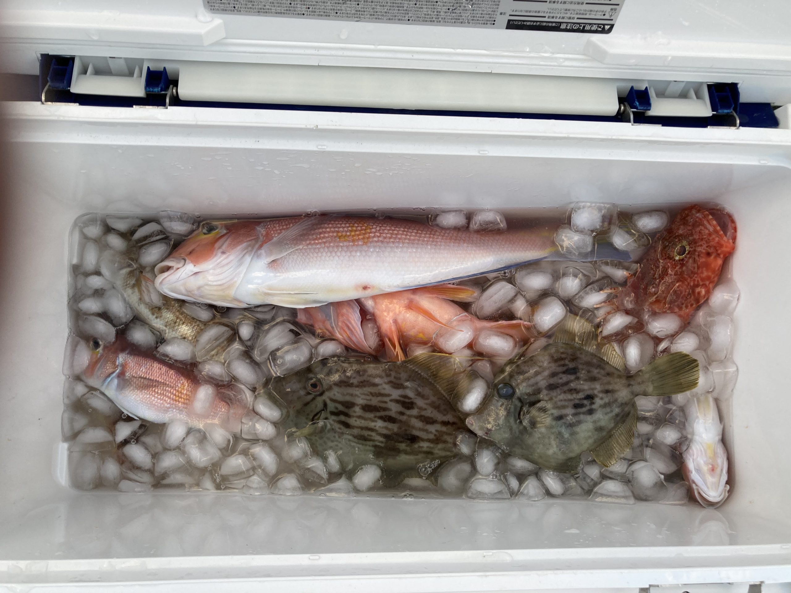 海のボート釣り　オーナー様釣果