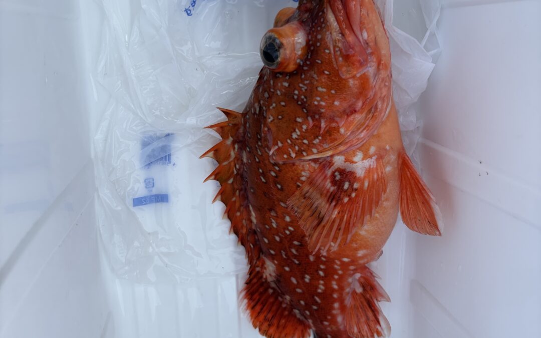 海のボート釣り　オーナー様釣果