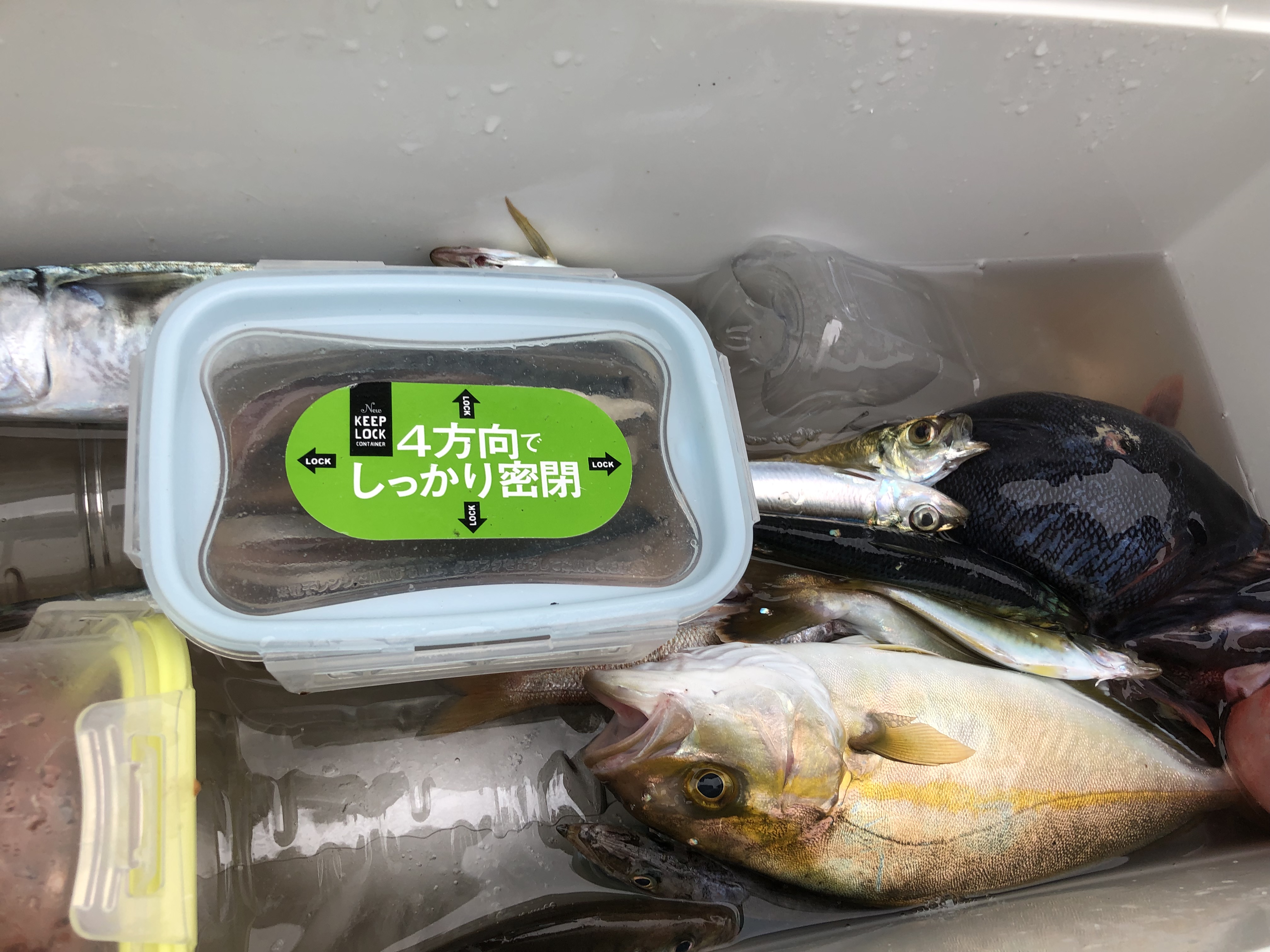 海のボート釣り　オーナー様釣果