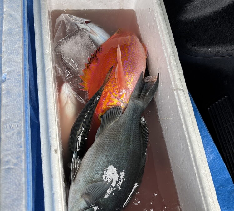 海のボート釣り　オーナー様釣果