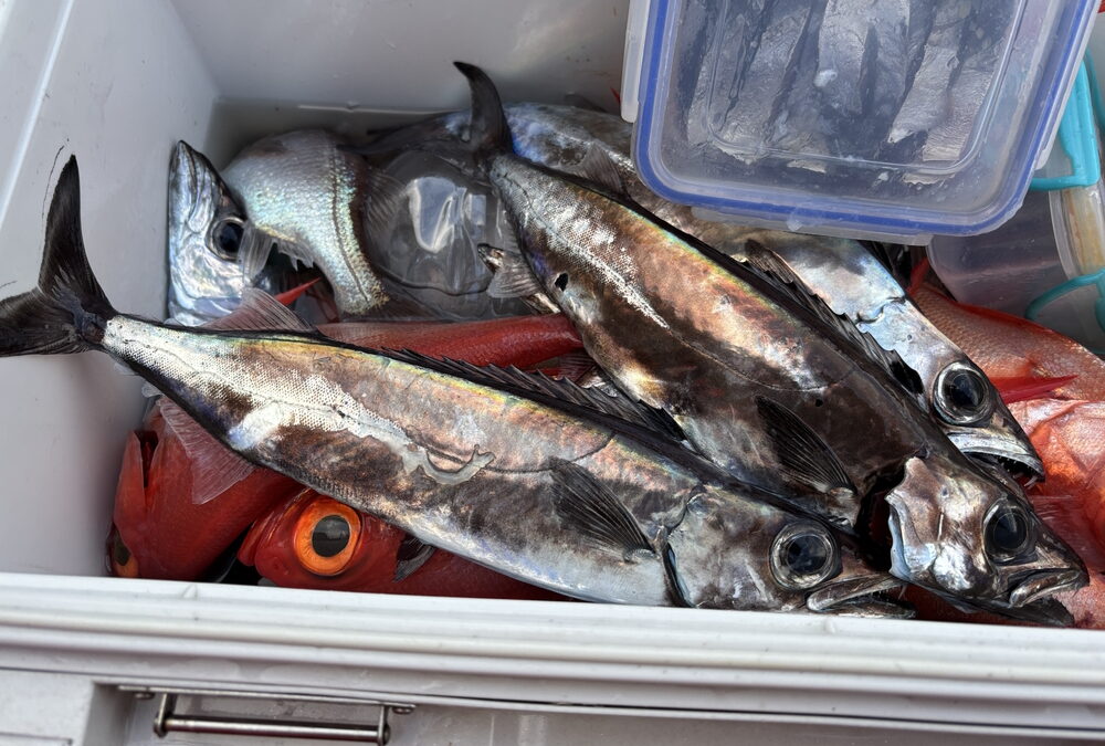 海のボート釣り　オーナー様釣果