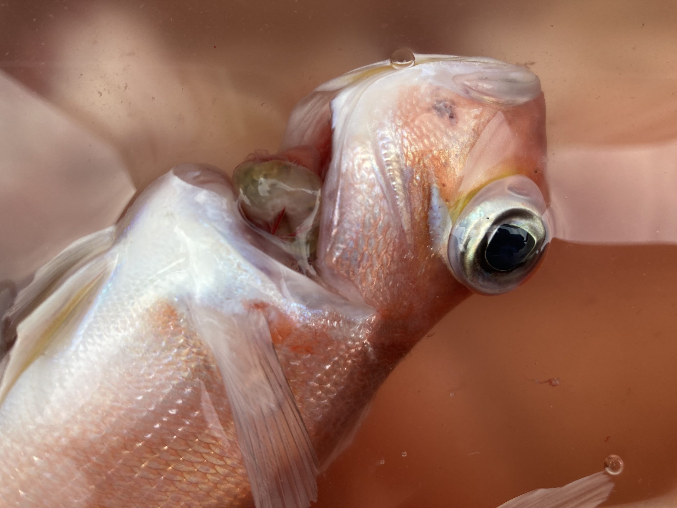 海のボート釣り　オーナー様釣果