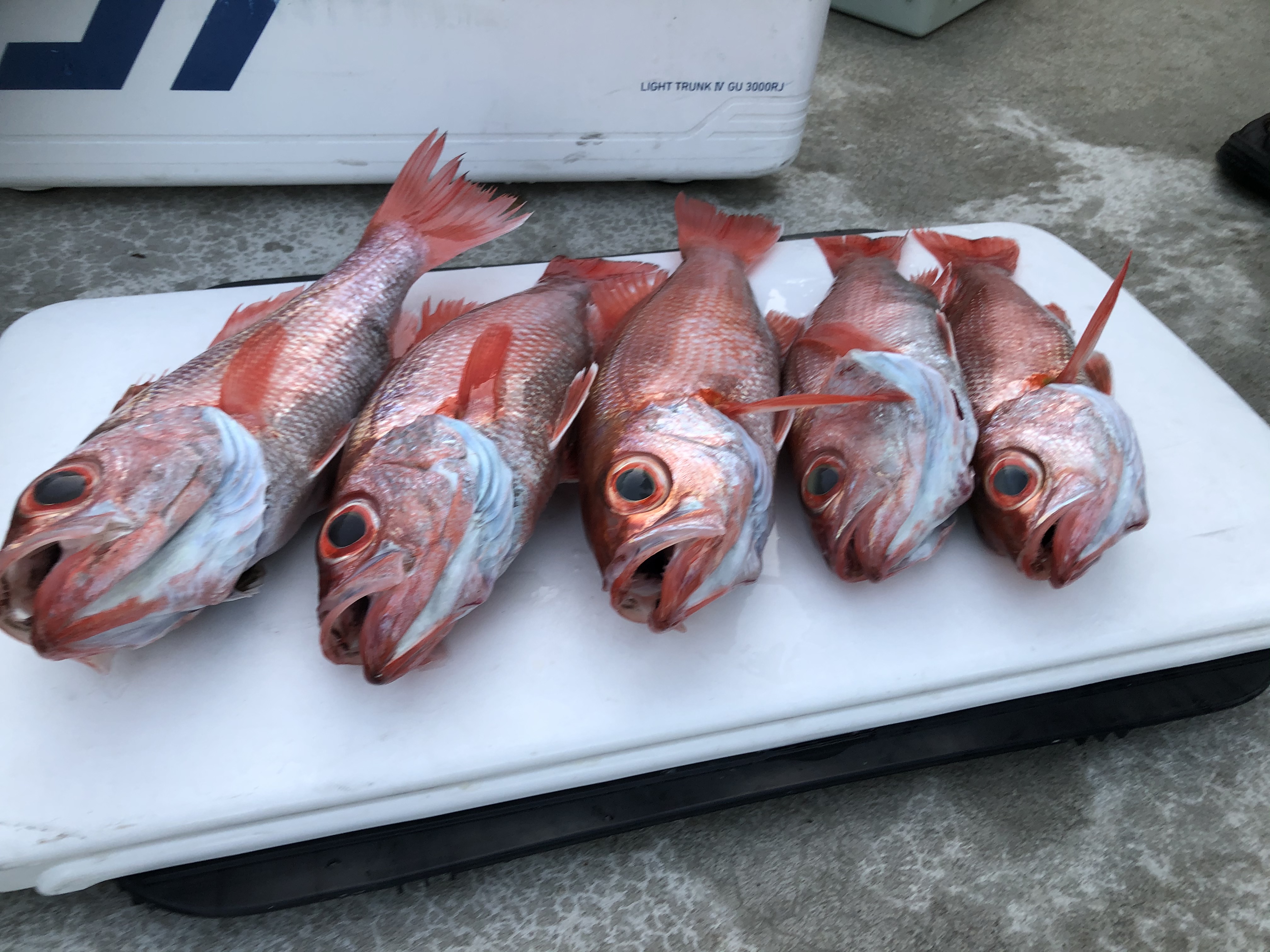 海のボート釣り　オーナー様釣果