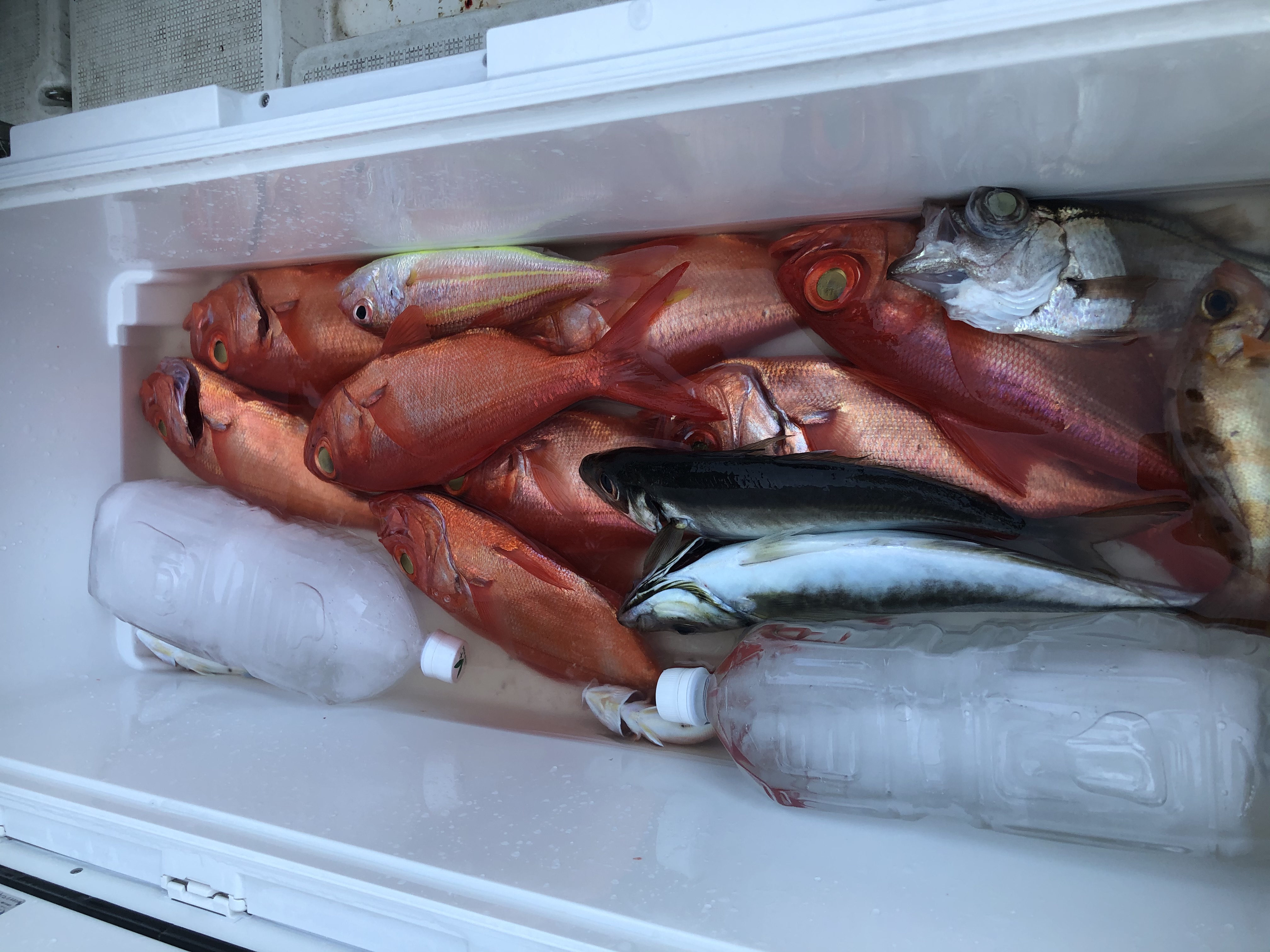 海のボート釣り　オーナー様釣果