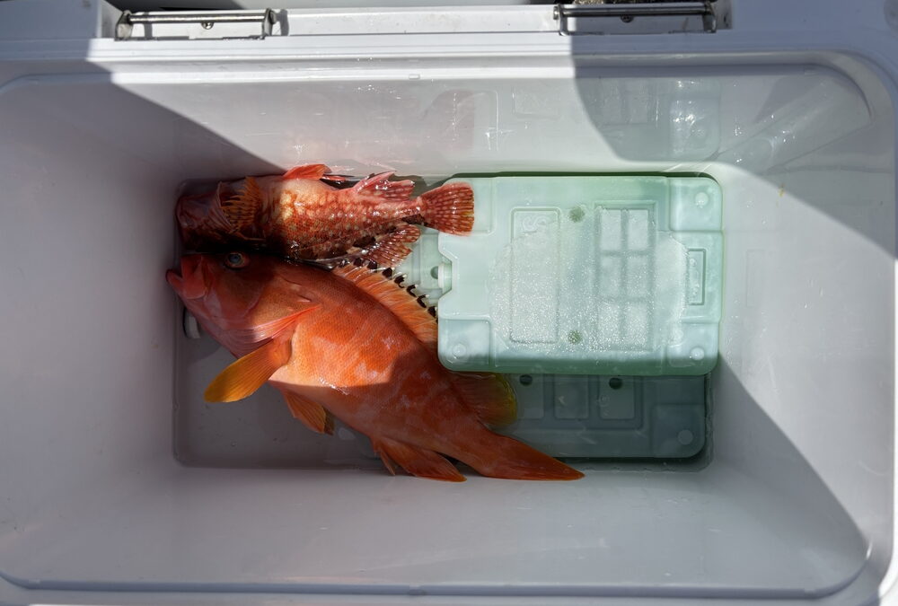海のボート釣り　オーナー様釣果