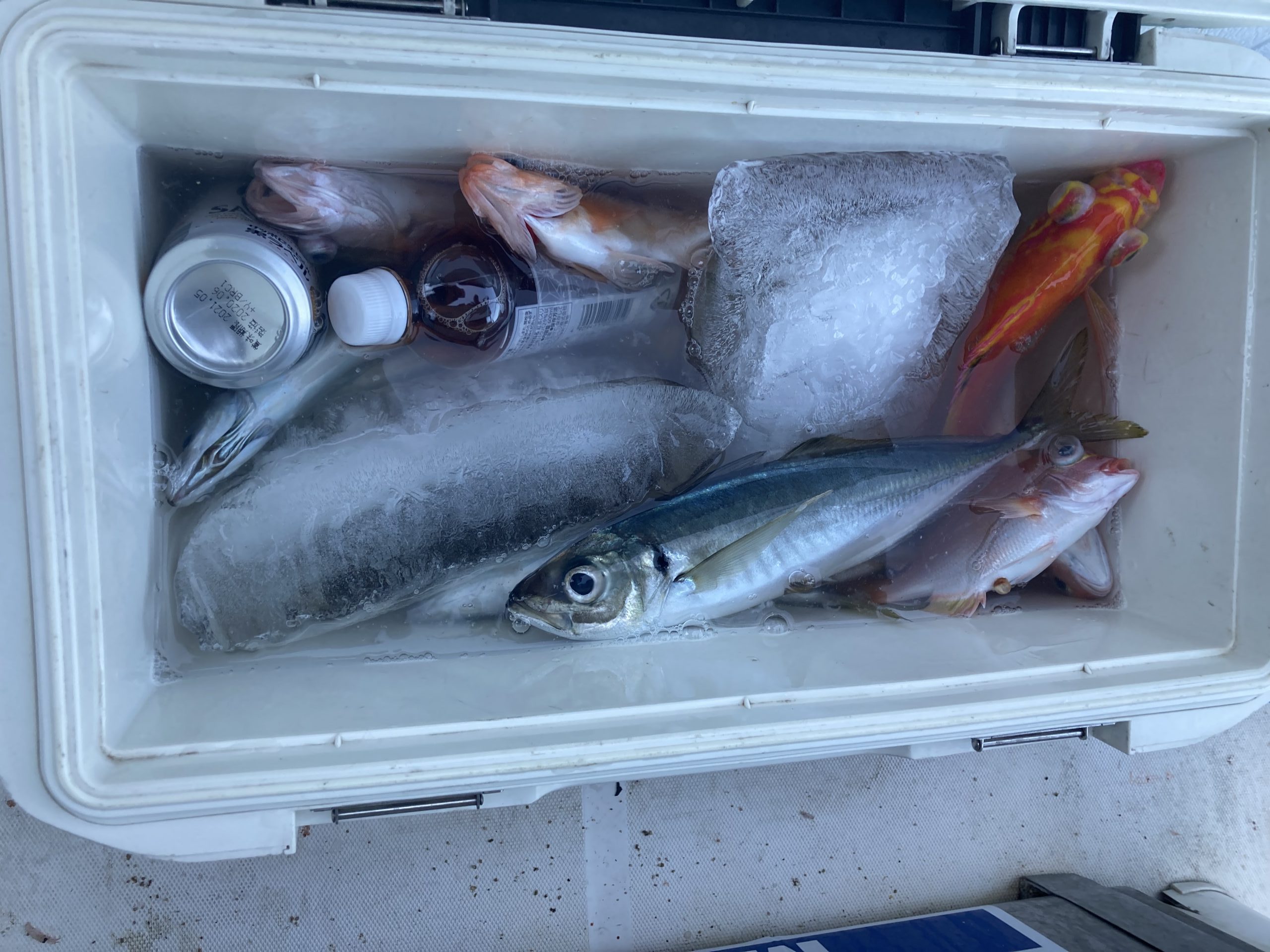 海のボート釣り　オーナー様釣果