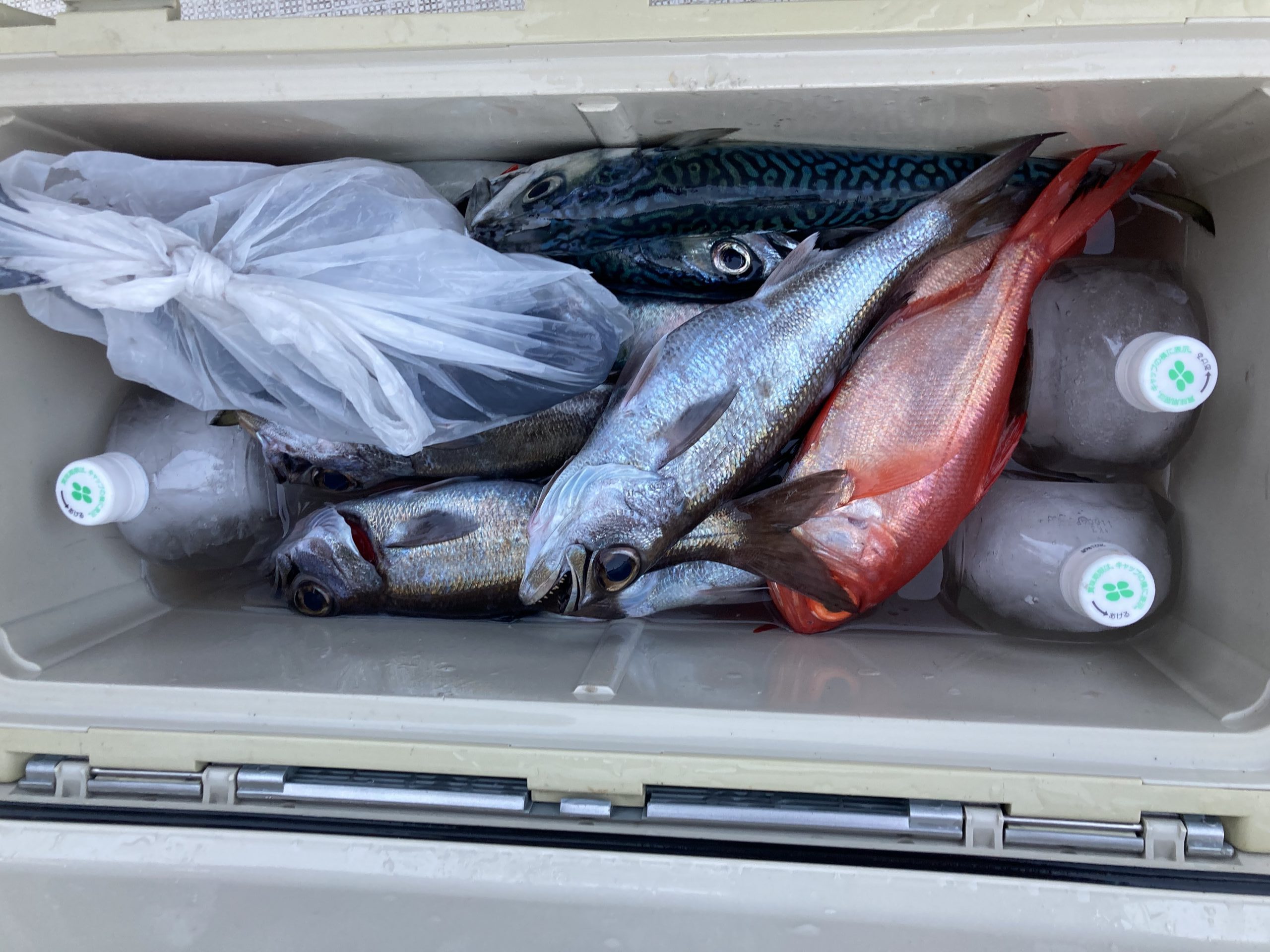 海のボート釣り　オーナー様釣果