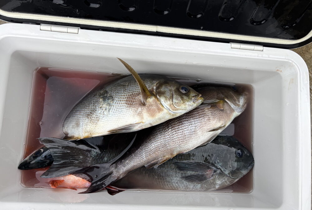 海のボート釣り　オーナー様釣果