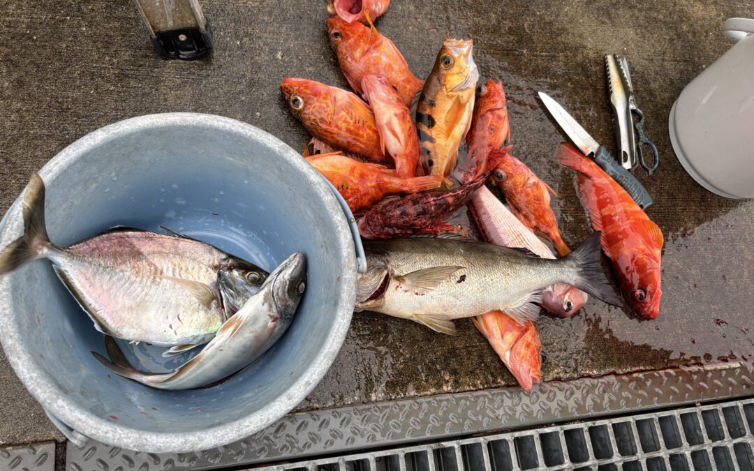 海のボート釣り　オーナー様釣果