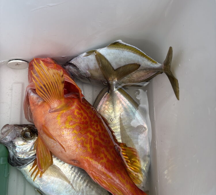 海のボート釣り　オーナー様釣果