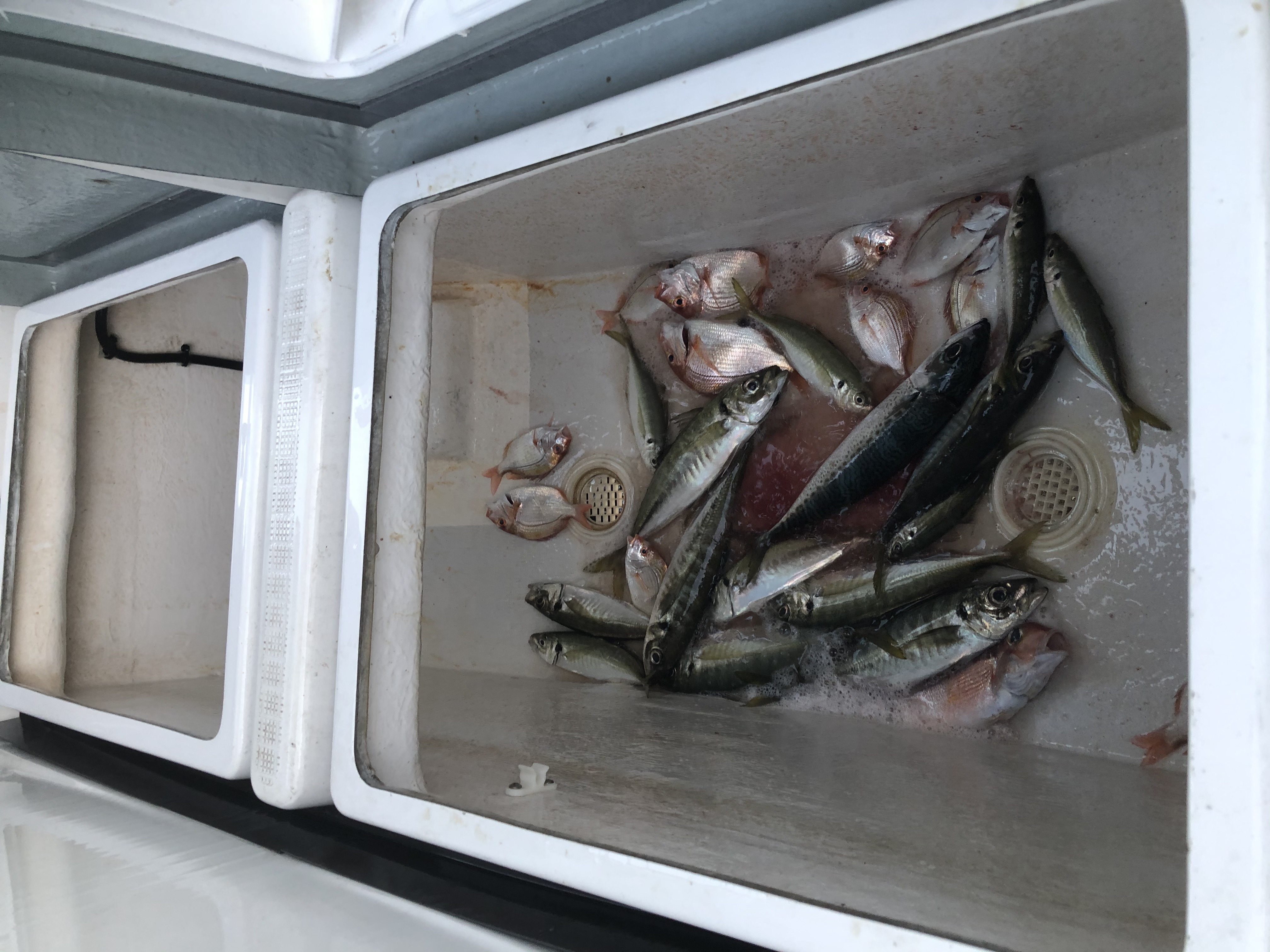 海のボート釣り　オーナー様釣果