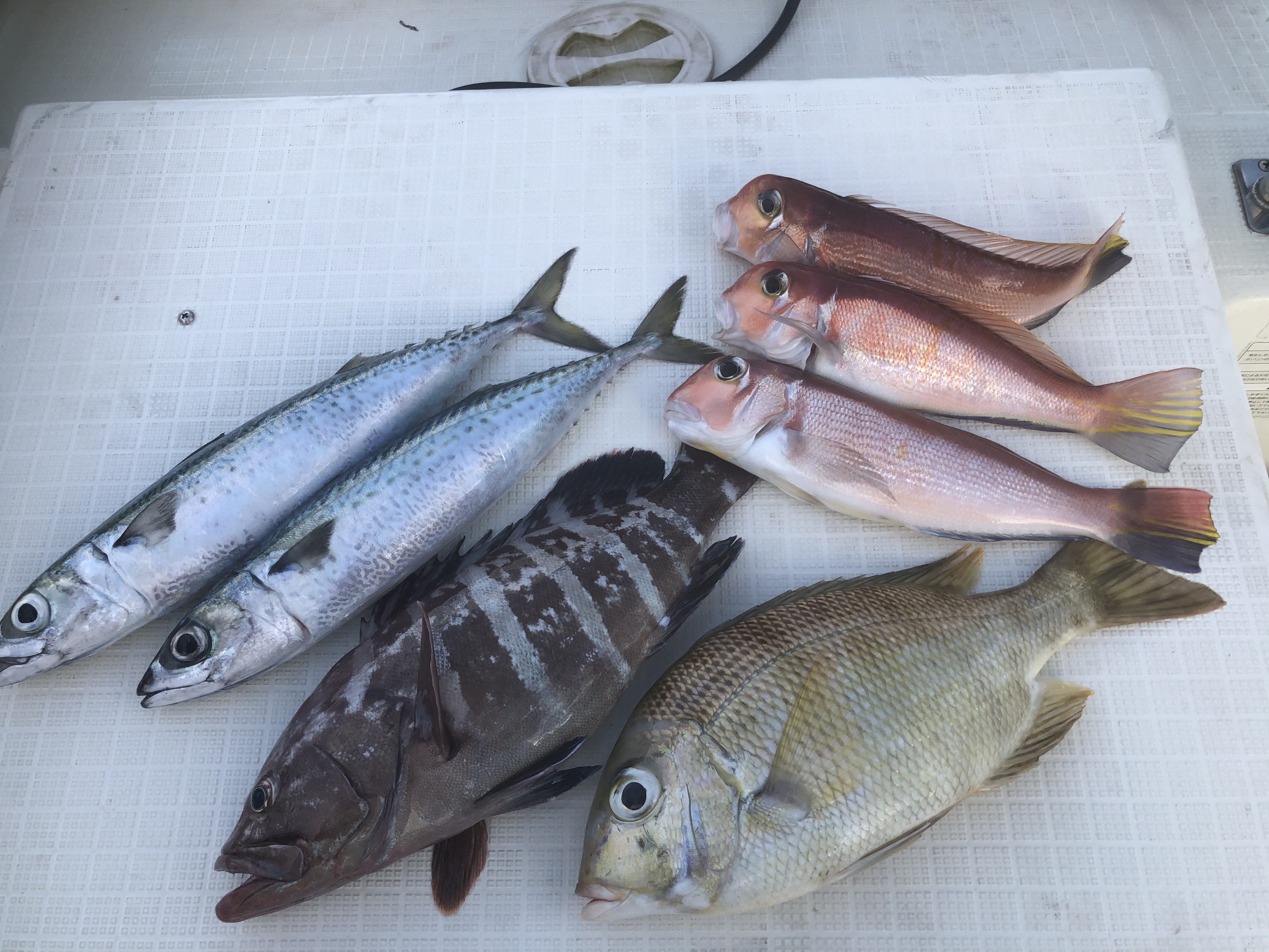 海のボート釣り　オーナー様釣果