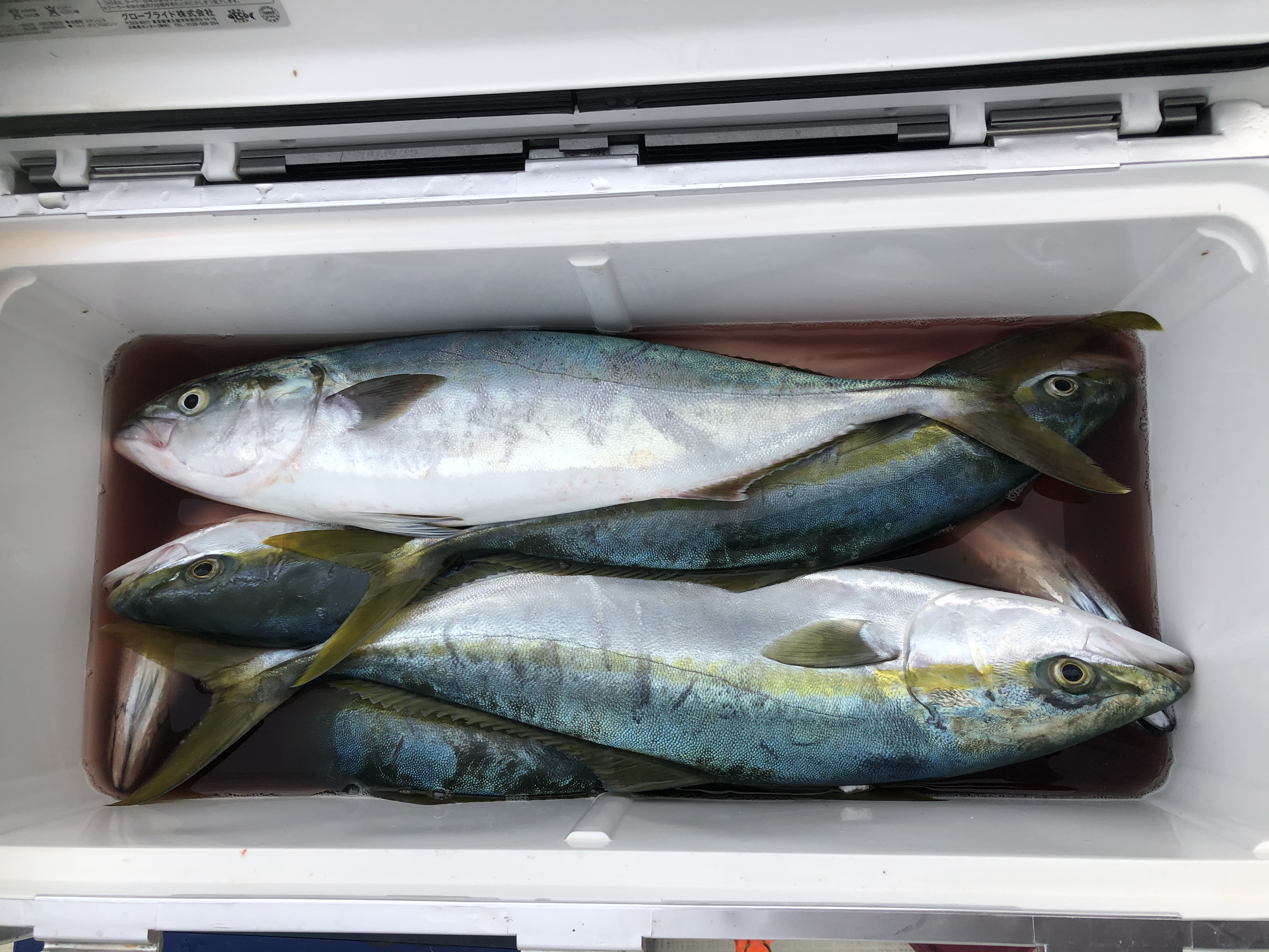 海のボート釣り　オーナー様釣果