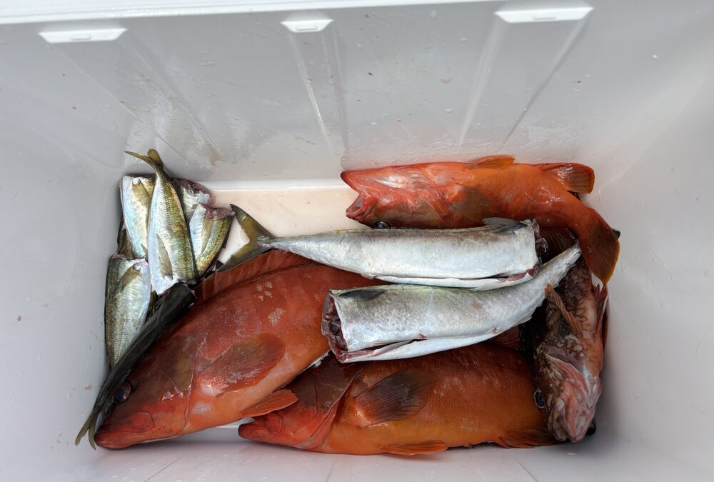 海のボート釣り　オーナー様釣果