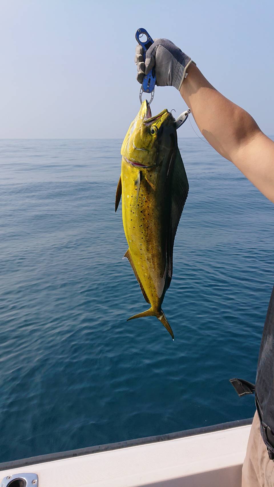 海のボート釣り　オーナー様釣果